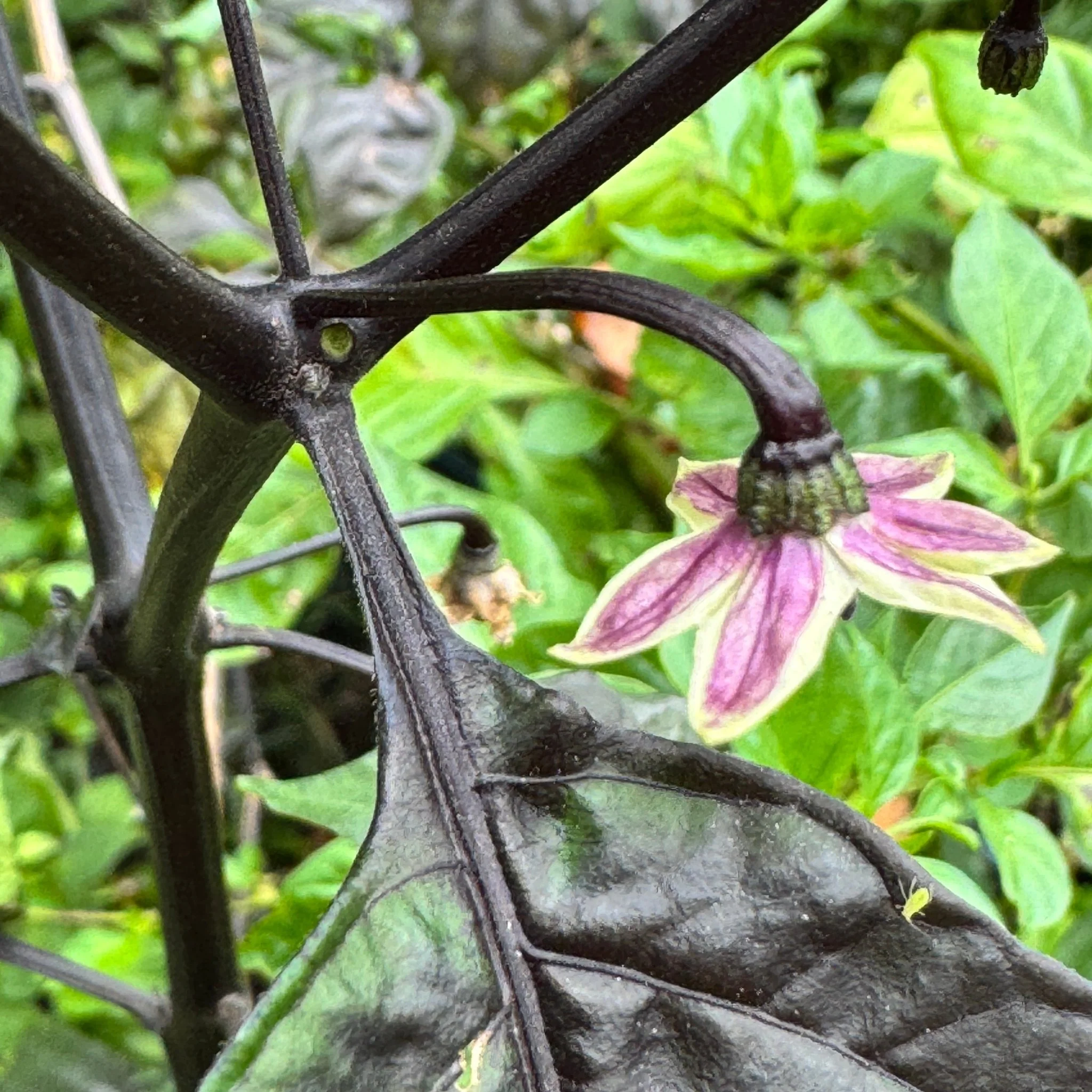 Jay's Pink x Leopard Reaper - Seeds - Image 6