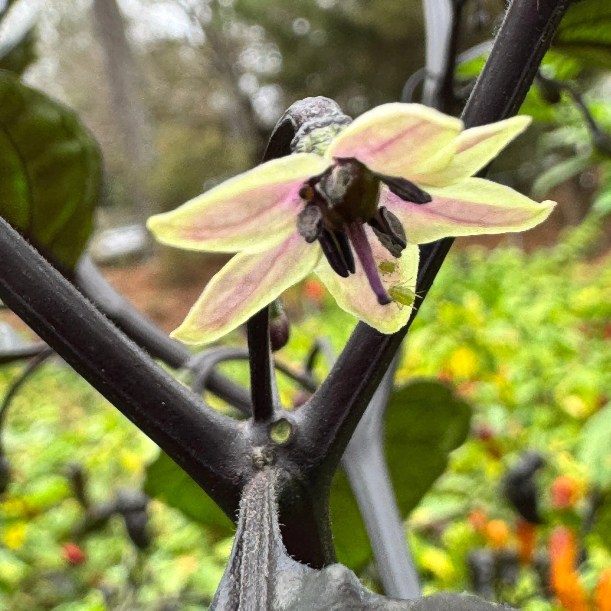Jay's Pink x Leopard Reaper - Seeds - Image 7
