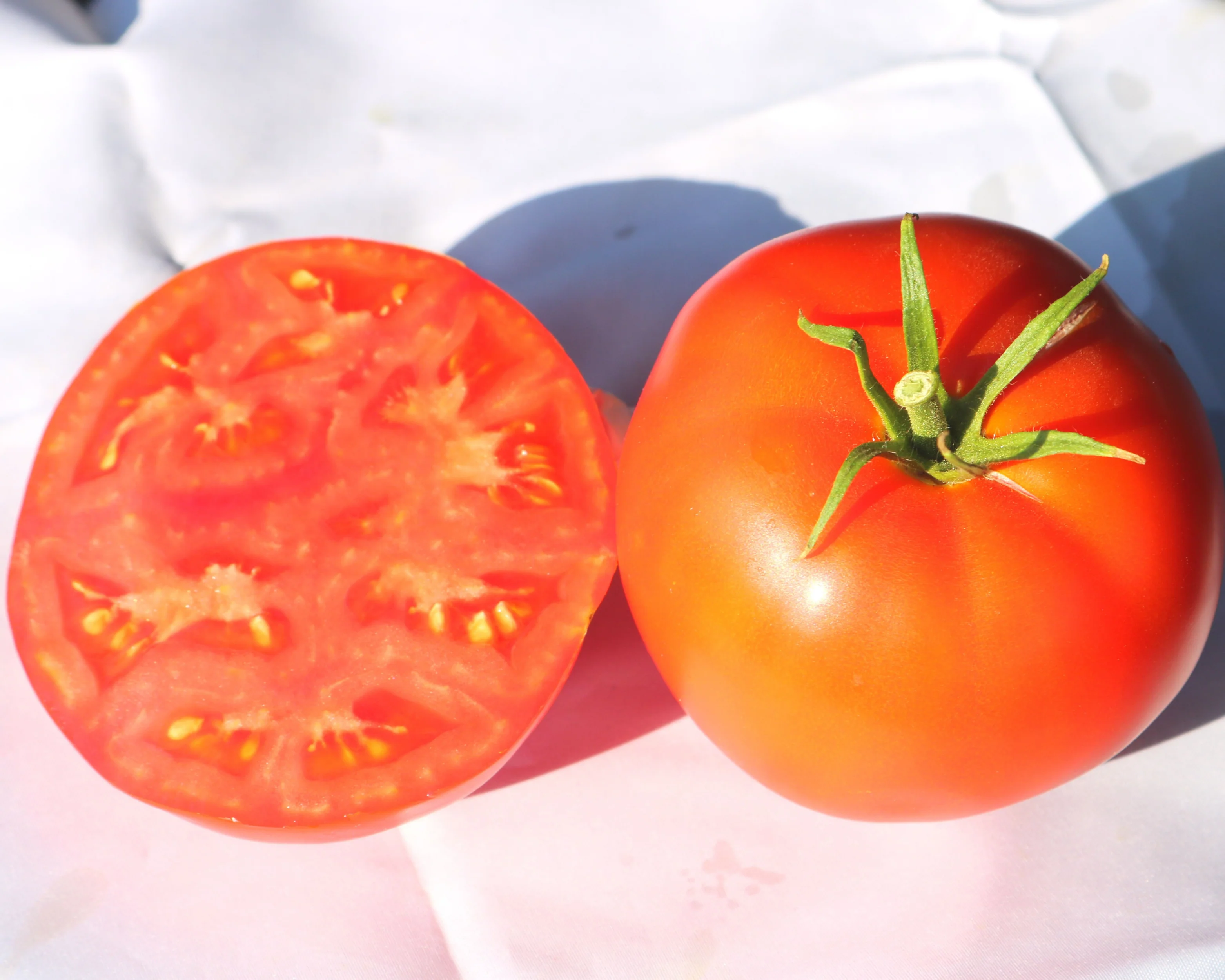 Jetsetter Hybrid Tomato Seeds - Image 2