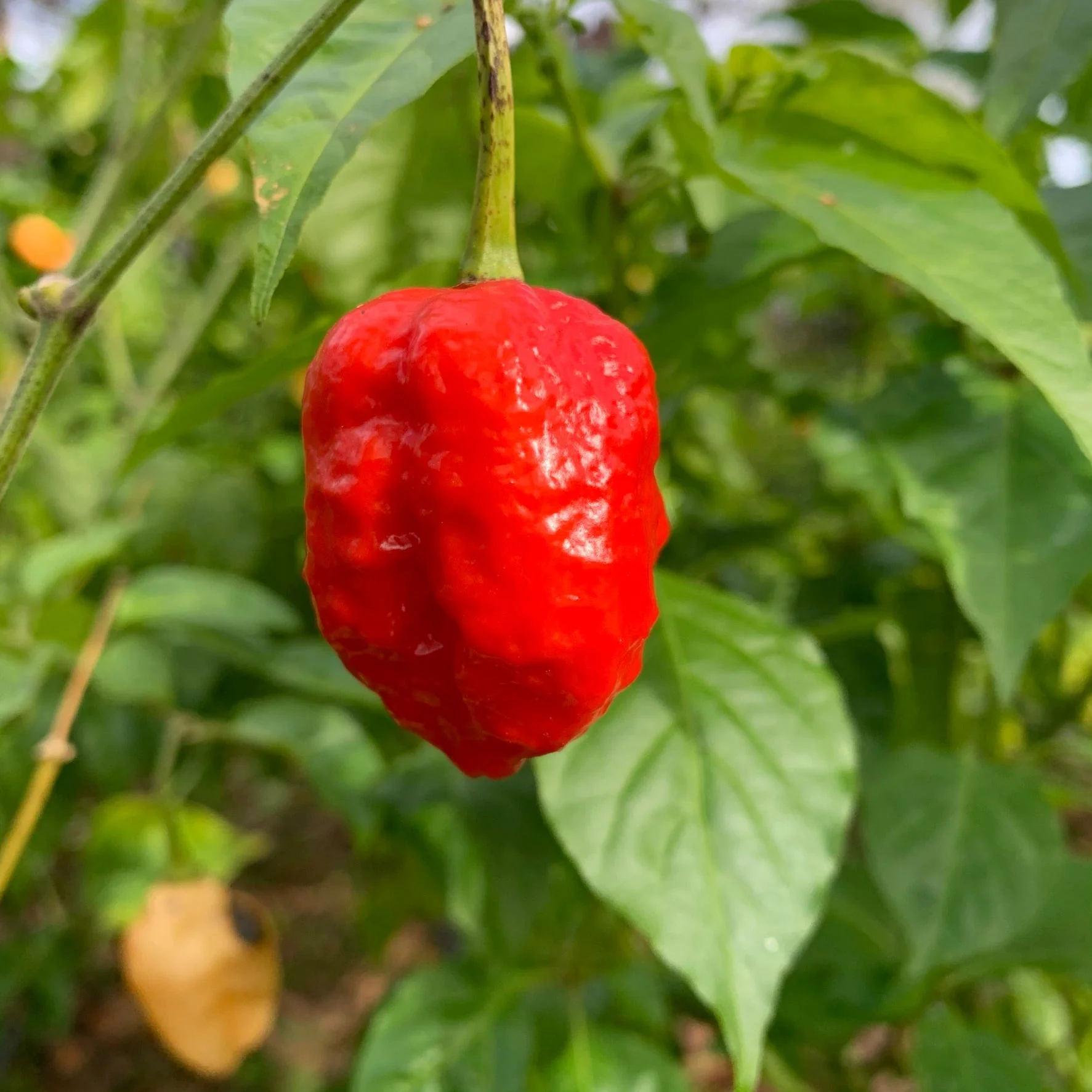 Jigsaw x Moruga - Seeds - Image 2