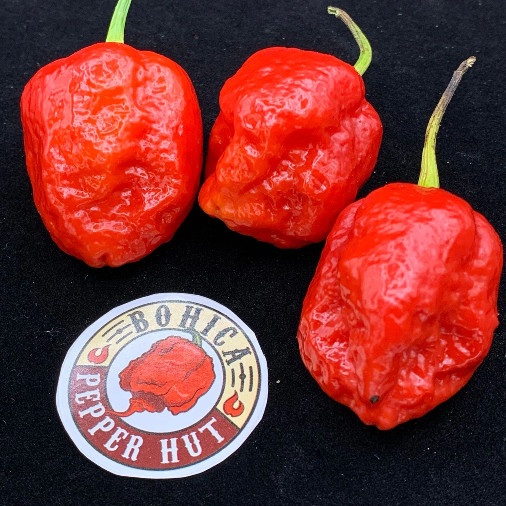 Jigsaw x Moruga - Seeds - Image 3