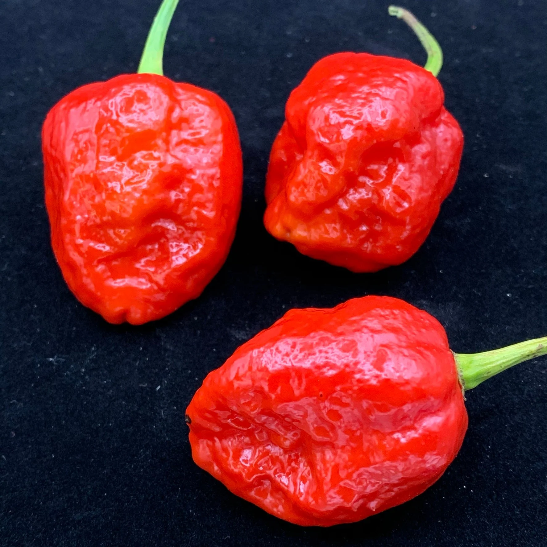 Jigsaw x Moruga - Seeds - Image 4