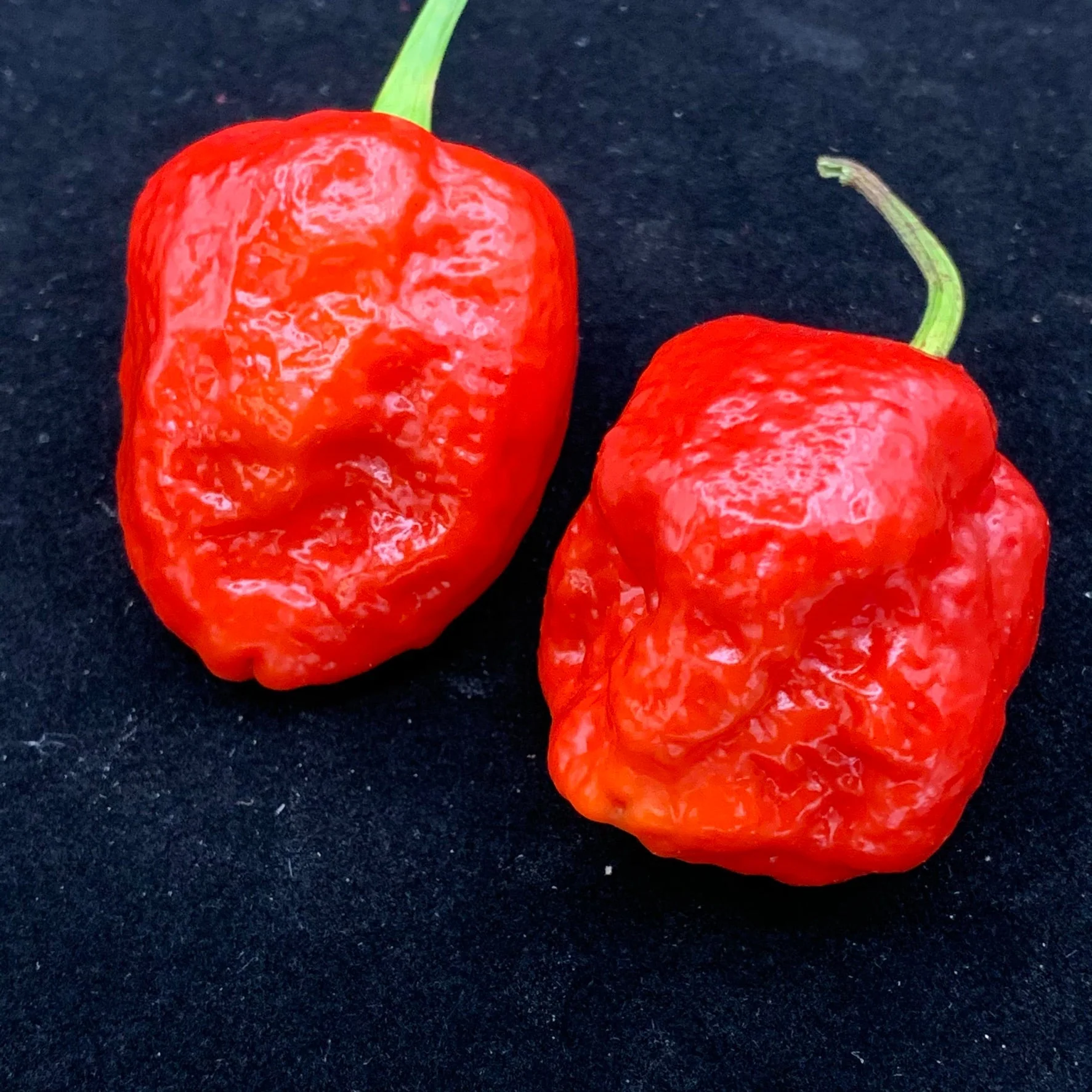 Jigsaw x Moruga - Seeds - Image 5