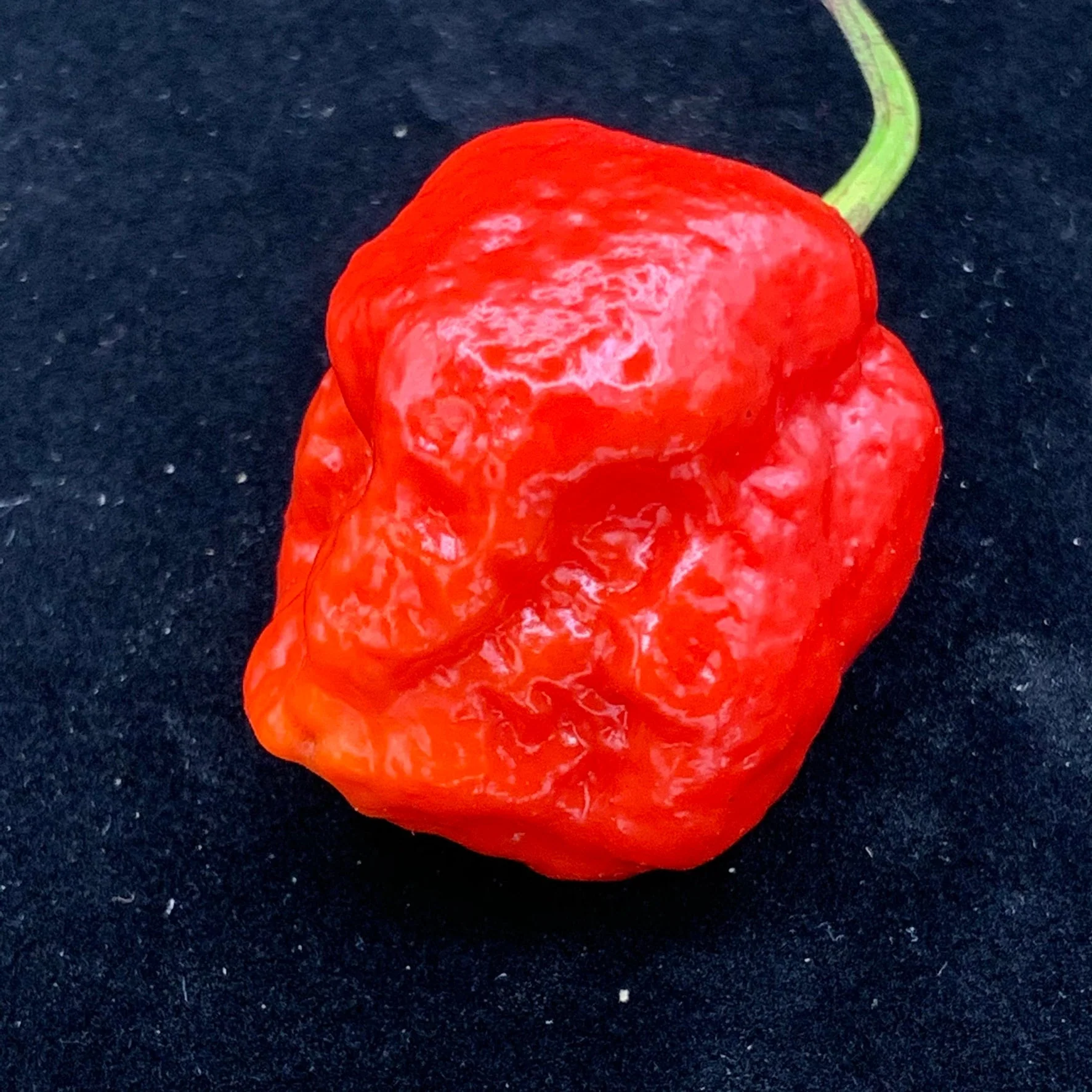 Jigsaw x Moruga - Seeds - Image 6