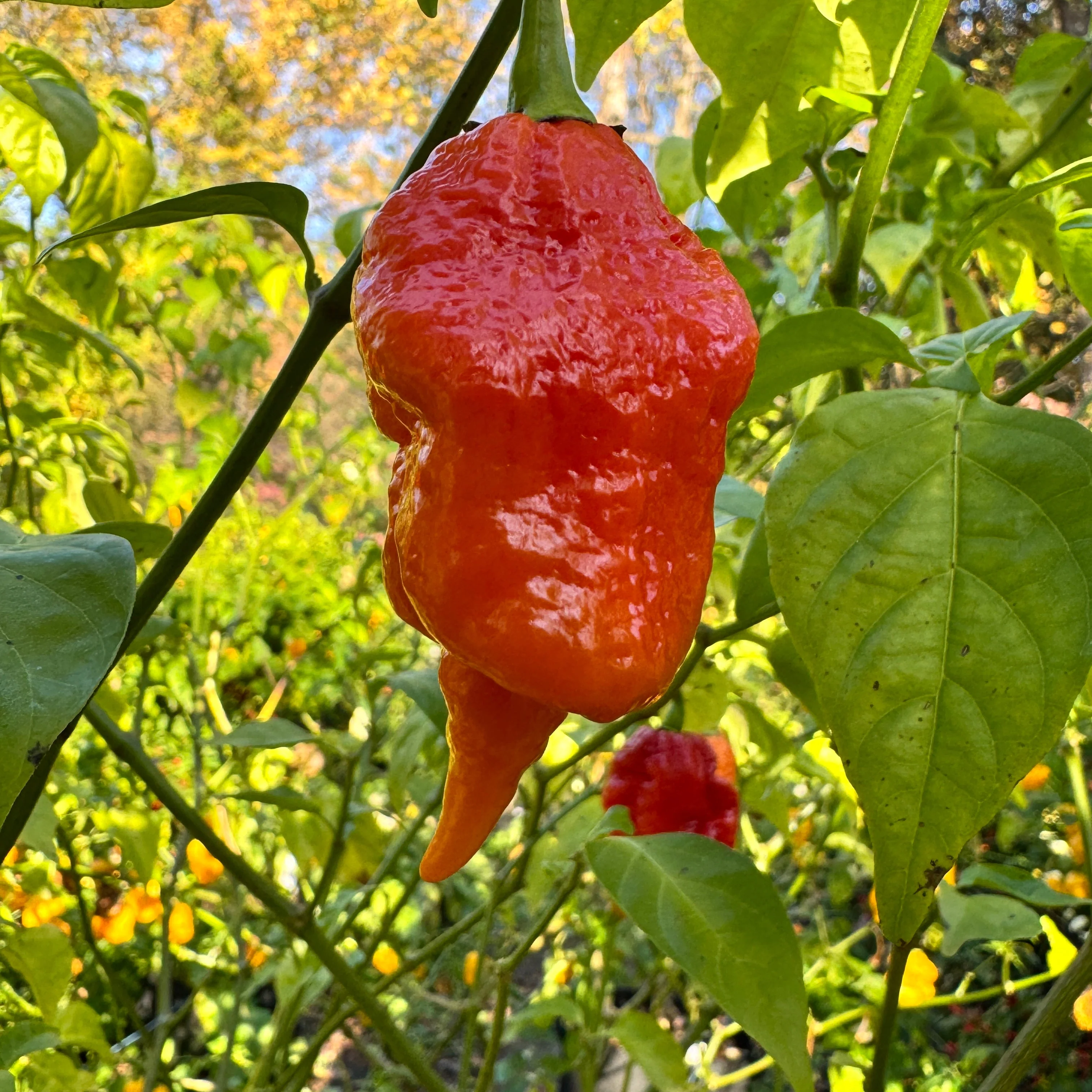 Jigtali Red - Seeds - Image 3