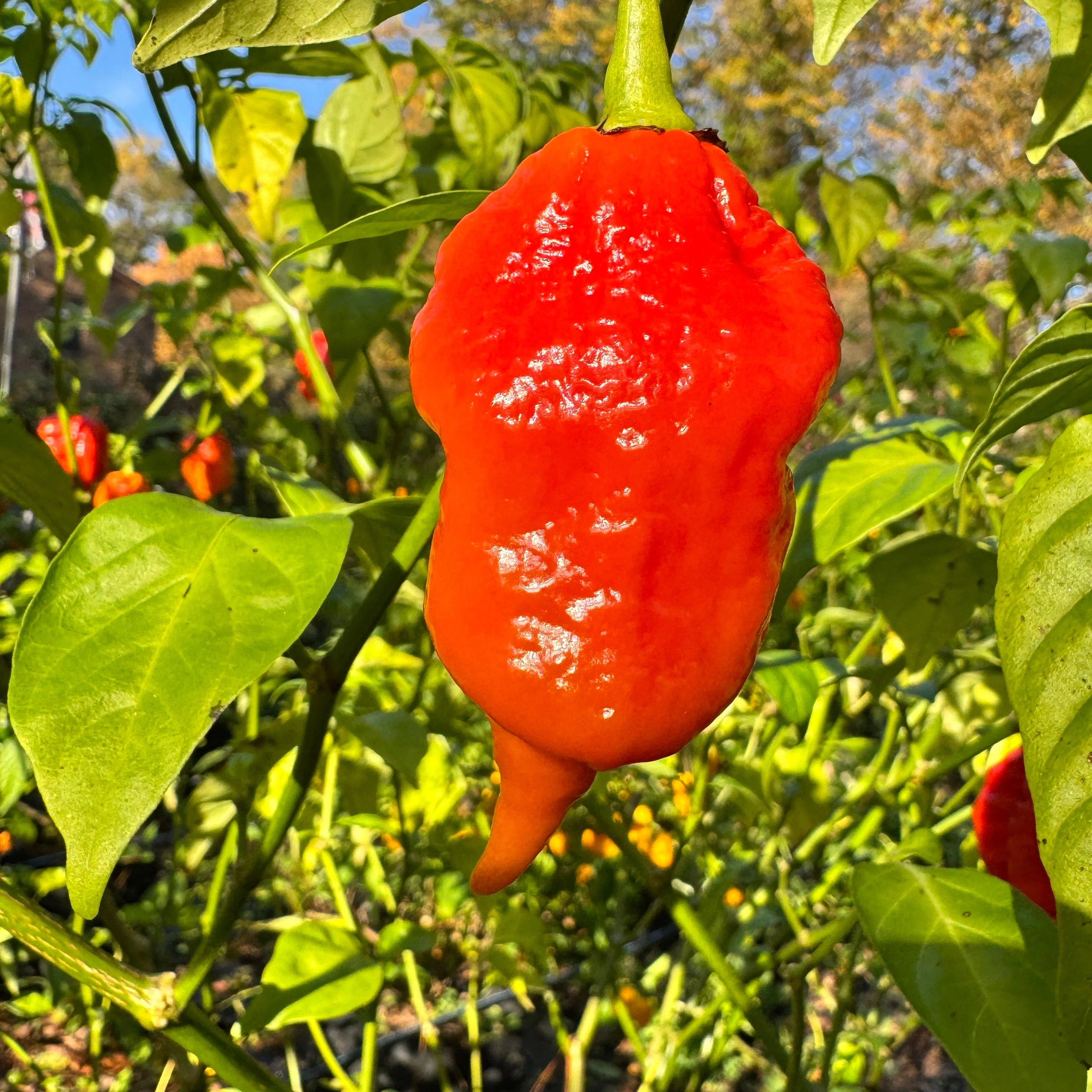 Jigtali Red - Seeds - Image 4