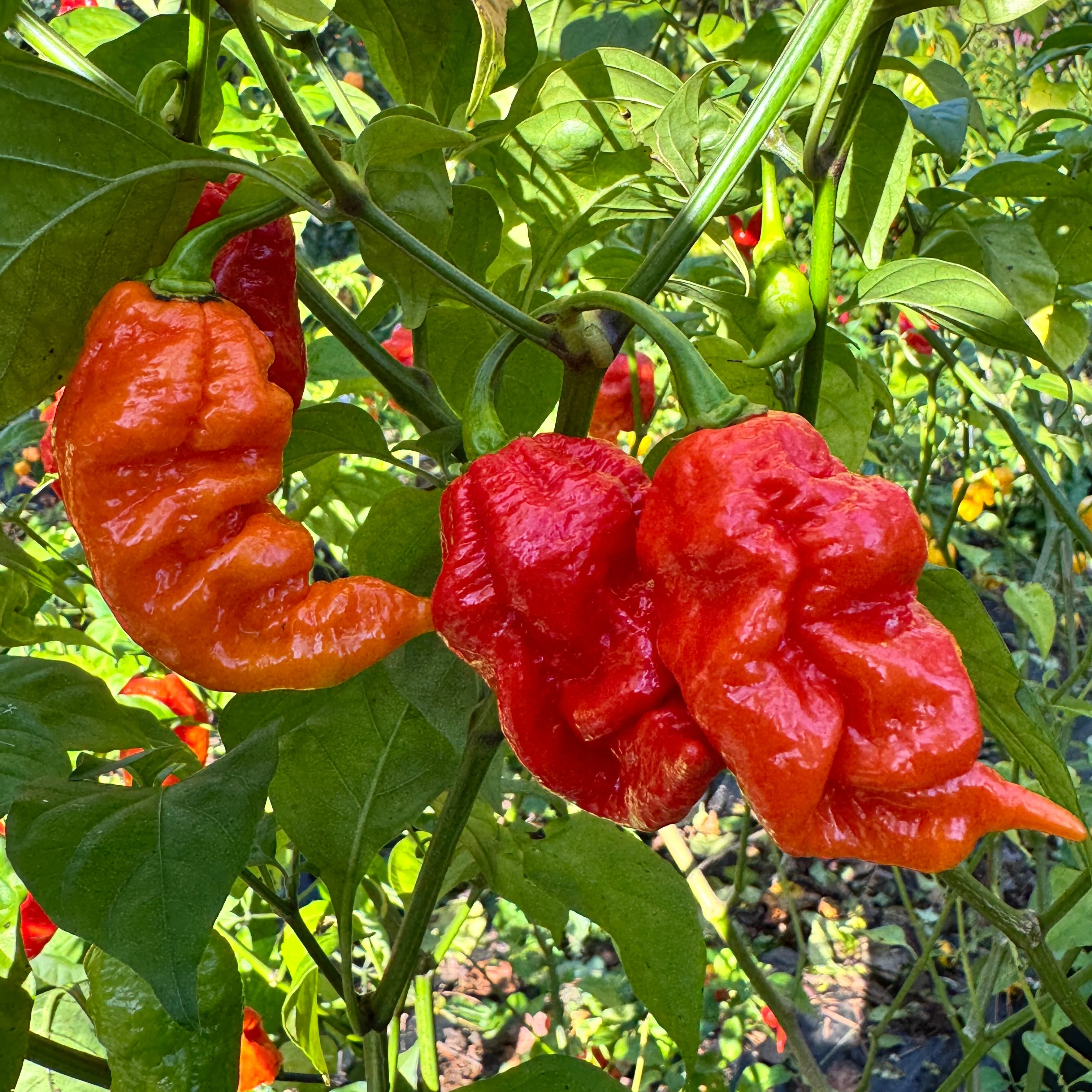 Jigtali Red - Seeds - Image 5