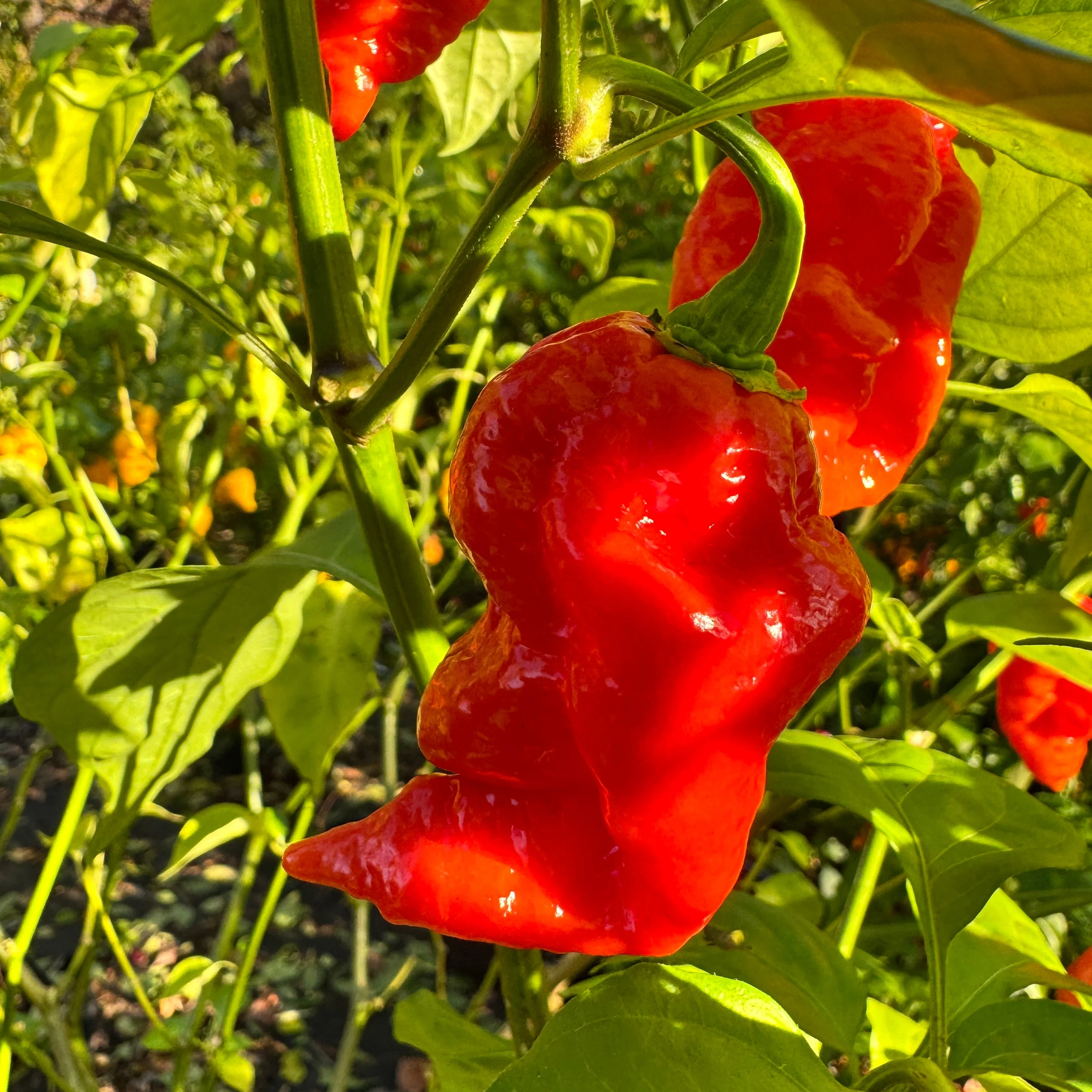 Jigtali Red - Seeds - Image 6