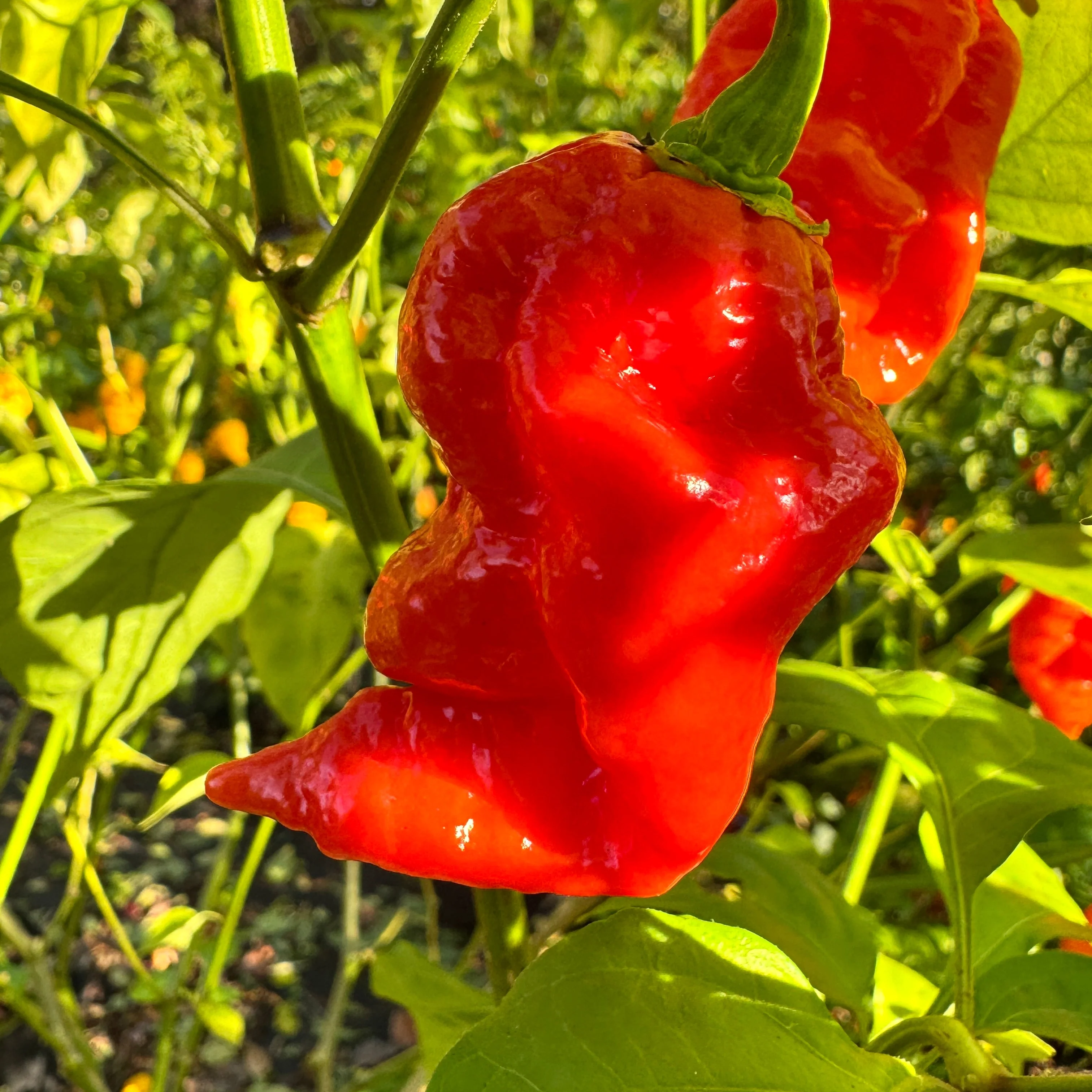 Jigtali Red - Seeds - Image 7