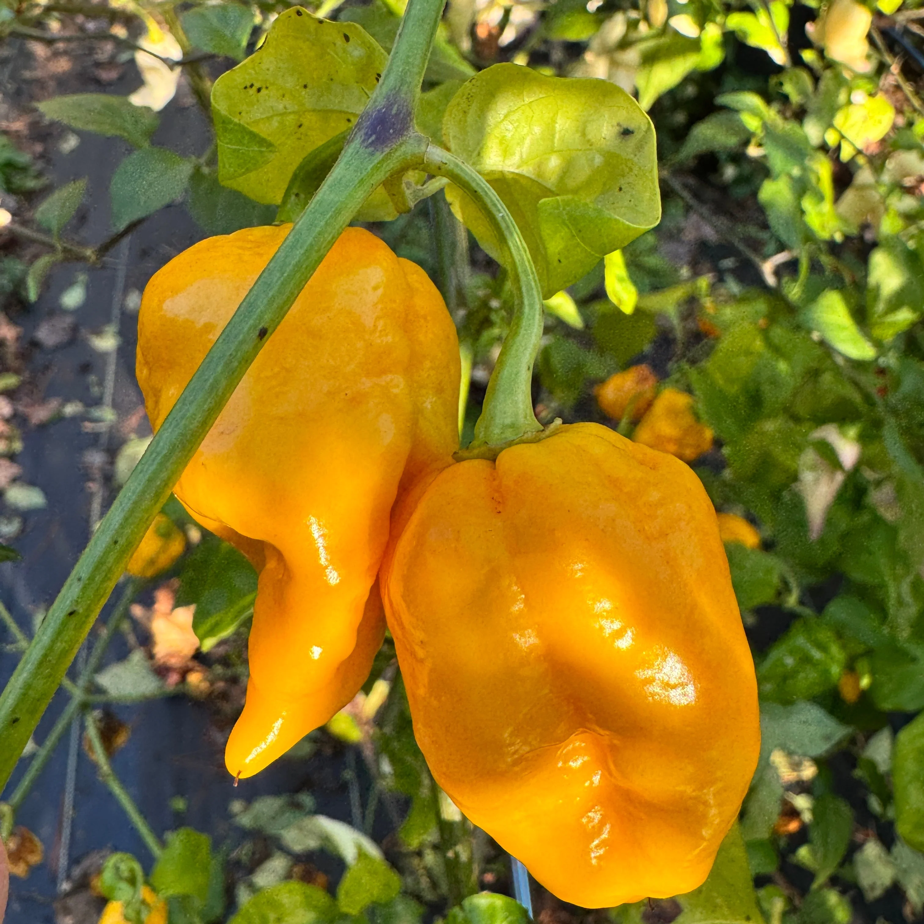 Jigtali - Seeds - Image 4