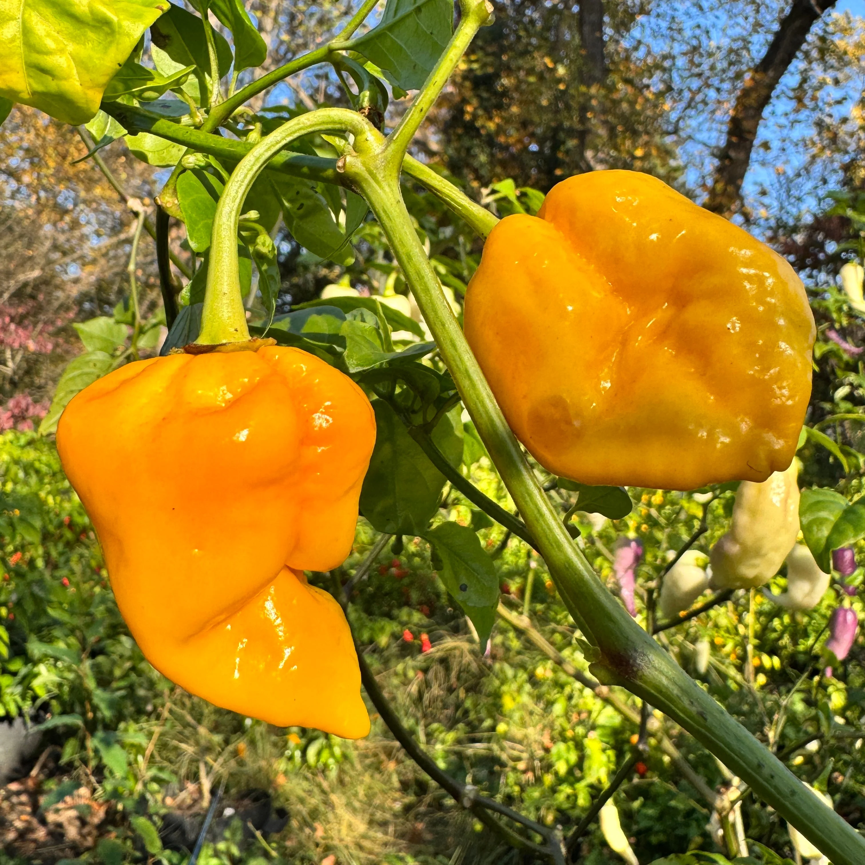 Jigtali - Seeds - Image 6