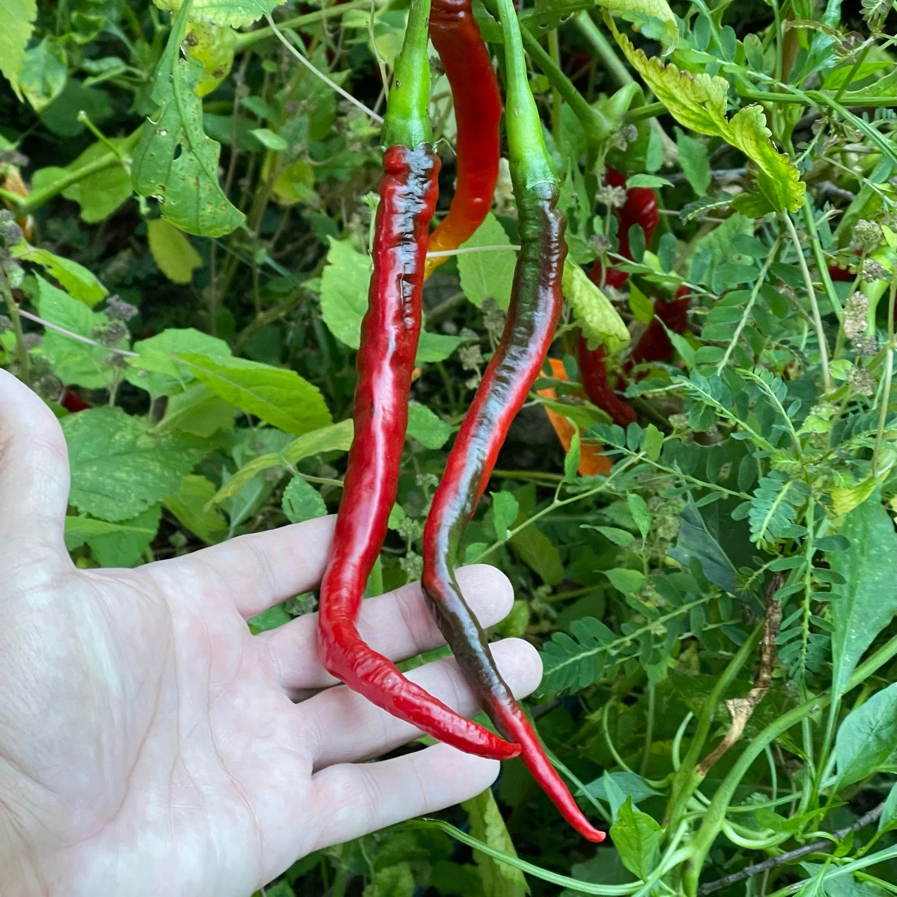 Joes Long Cayenne - Seeds - Image 2