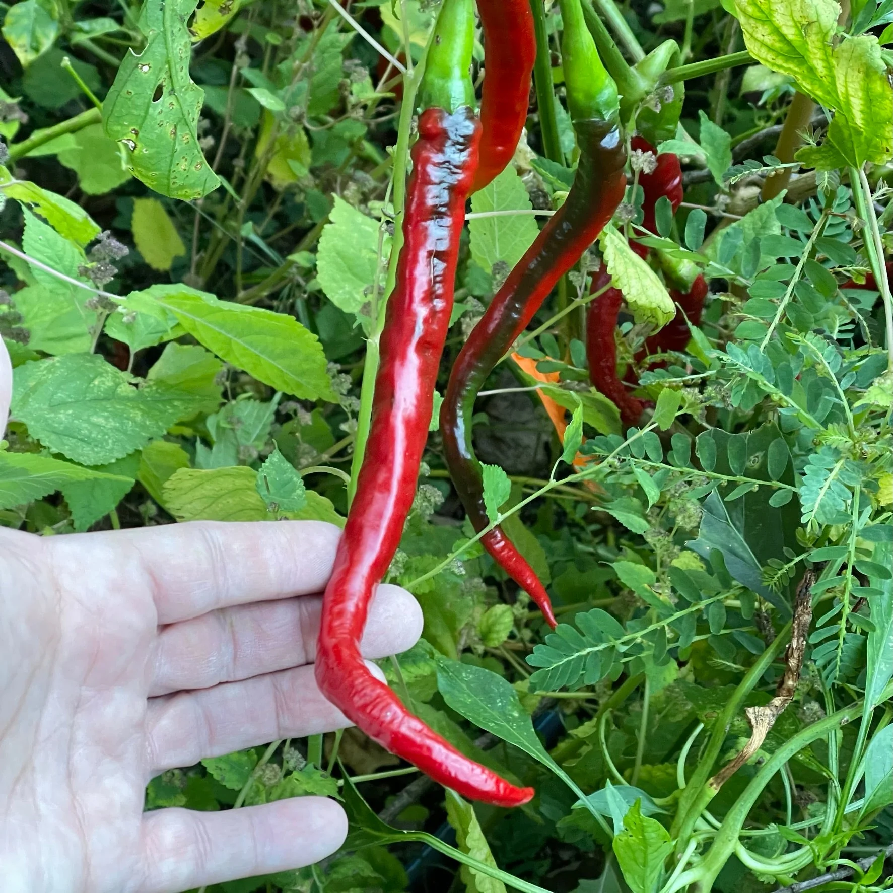 Joes Long Cayenne - Seeds - Image 3