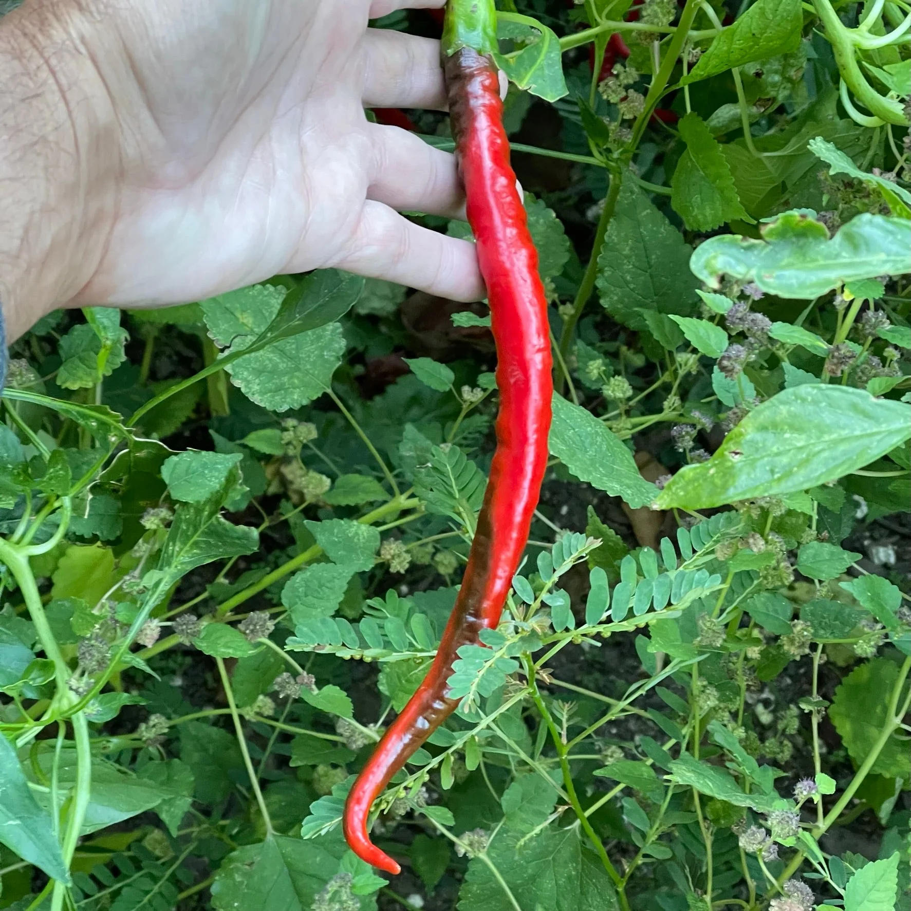 Joes Long Cayenne - Seeds - Image 4