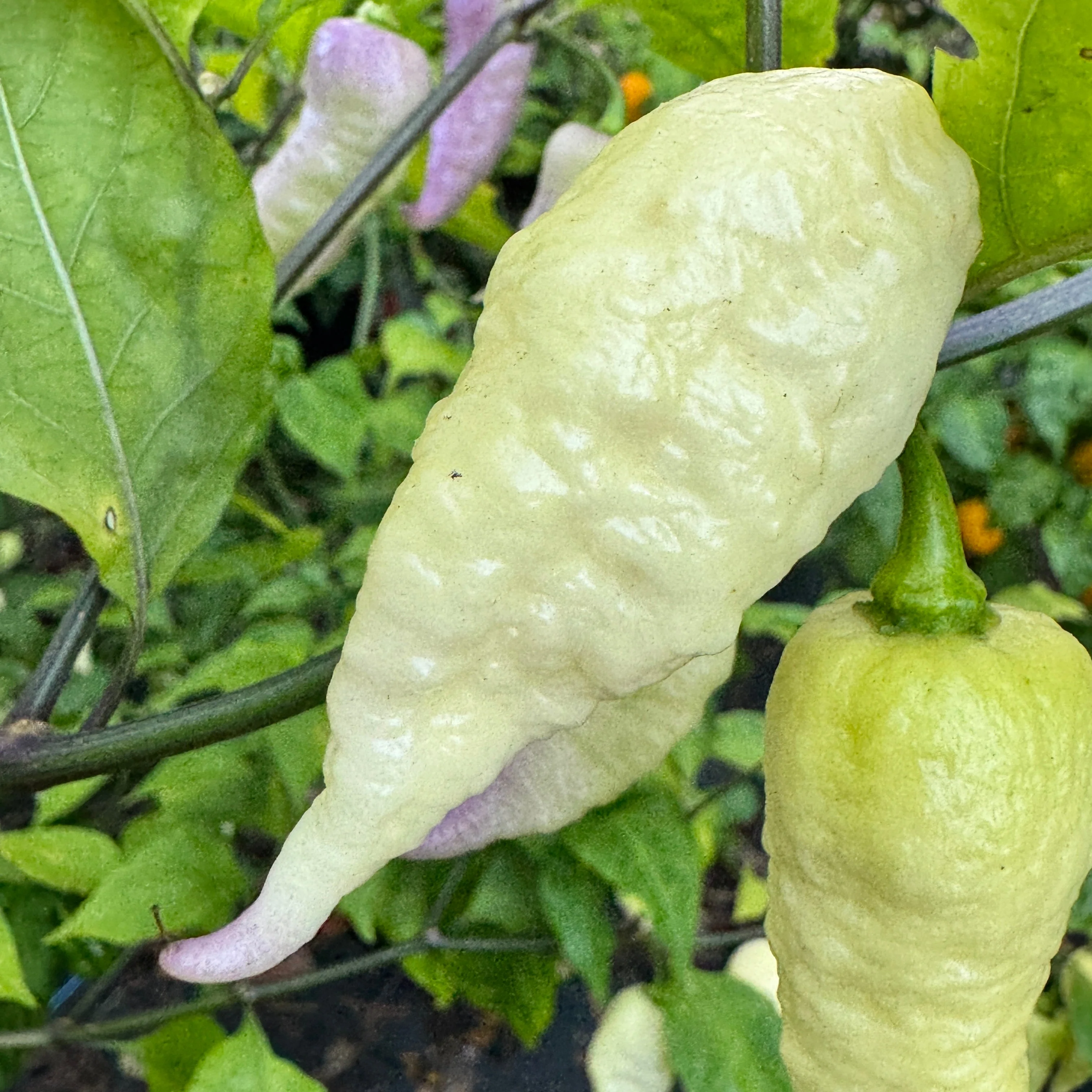 JPGS × GYPOB White - AKA Albino Boar Claw - Seeds - Image 10