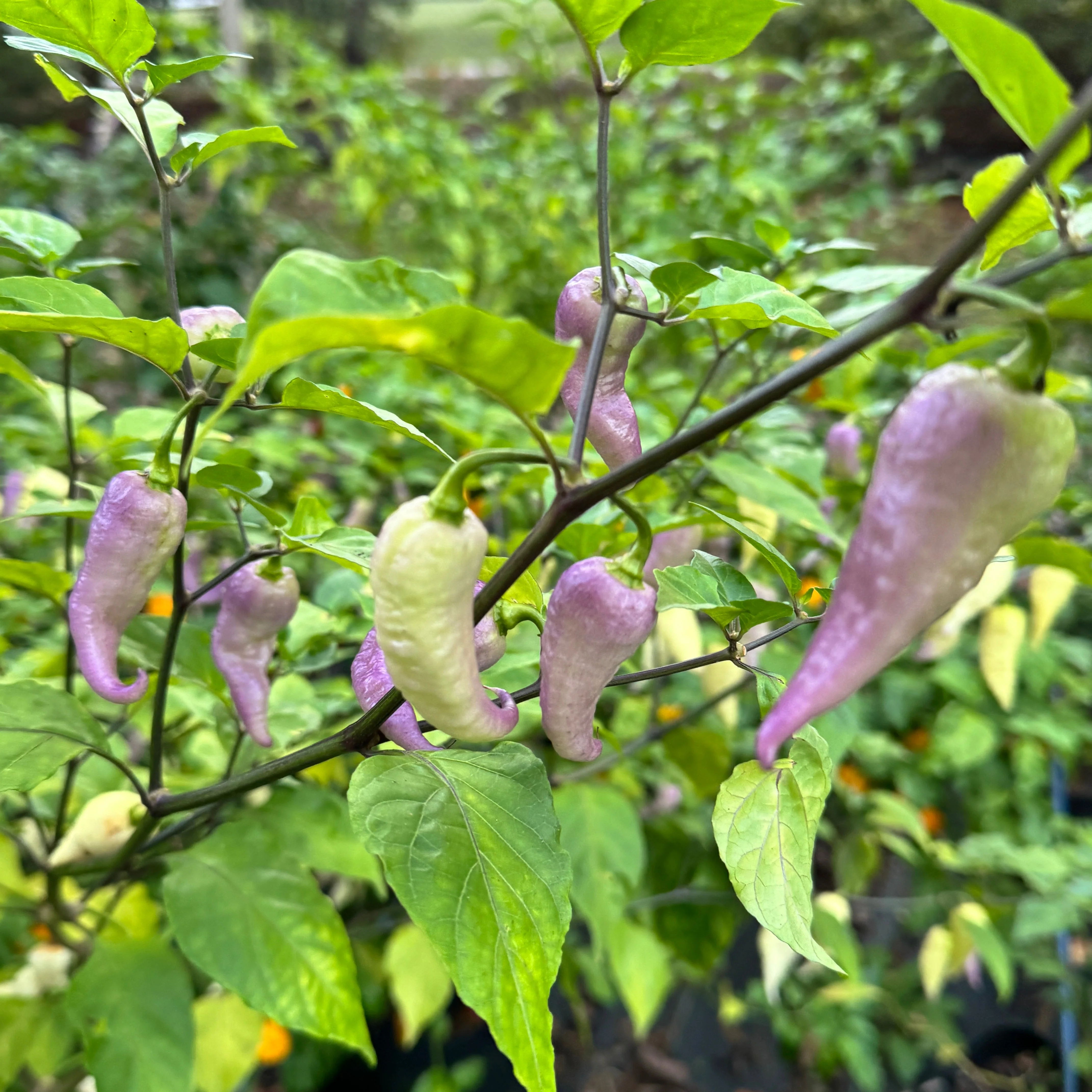 JPGS × GYPOB White - AKA Albino Boar Claw - Seeds - Image 11