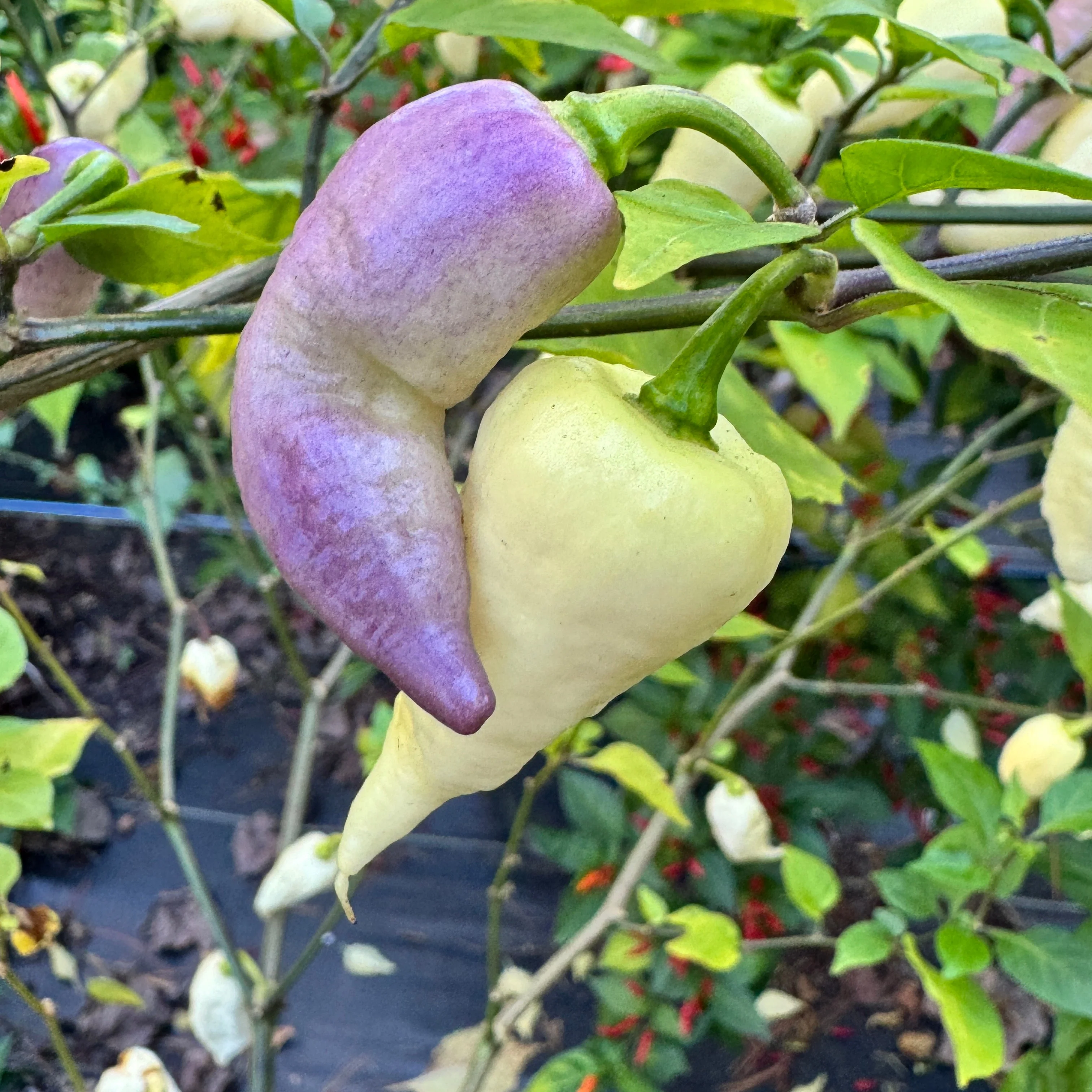 JPGS × GYPOB White - AKA Albino Boar Claw - Seeds - Image 2