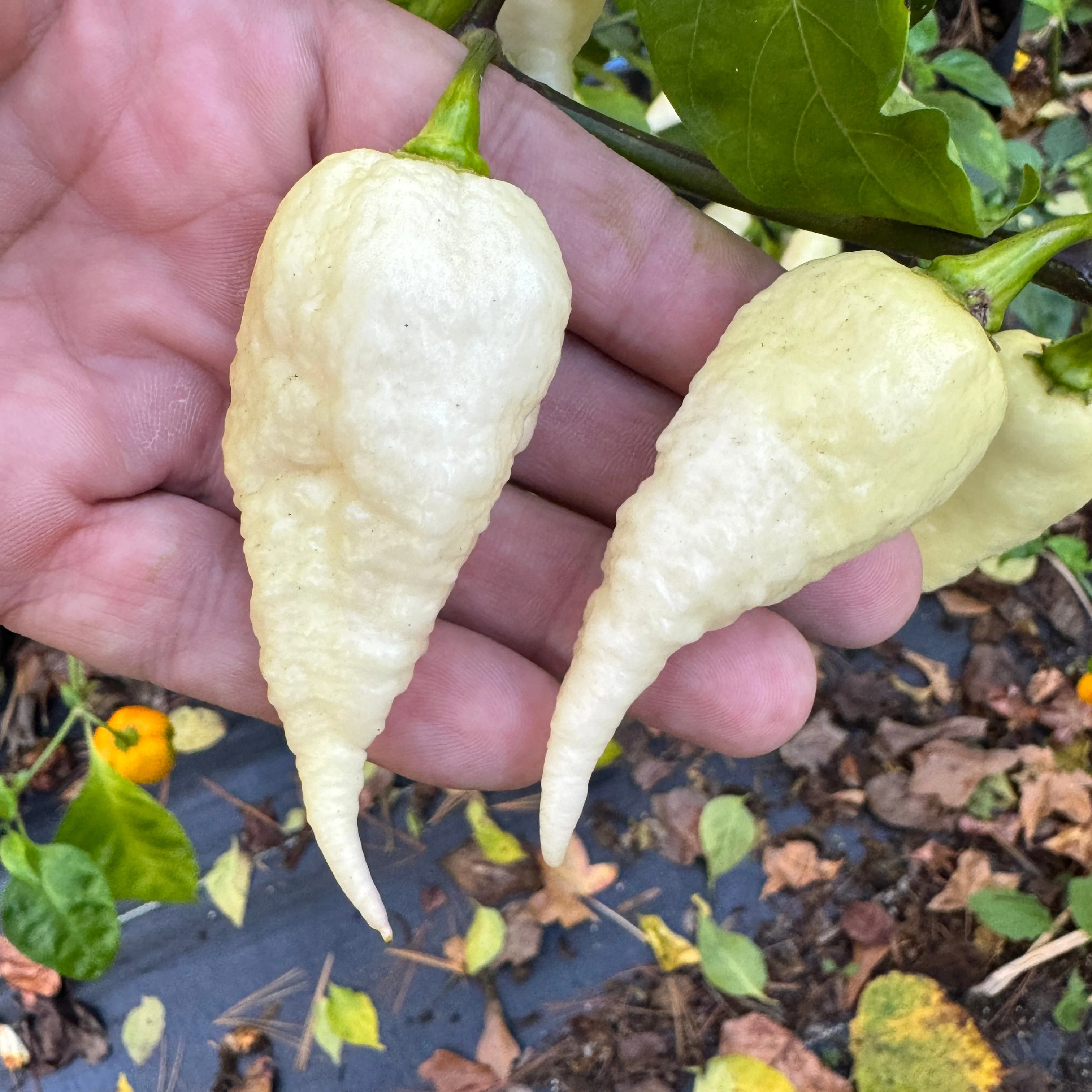 JPGS × GYPOB White - AKA Albino Boar Claw - Seeds - Image 3
