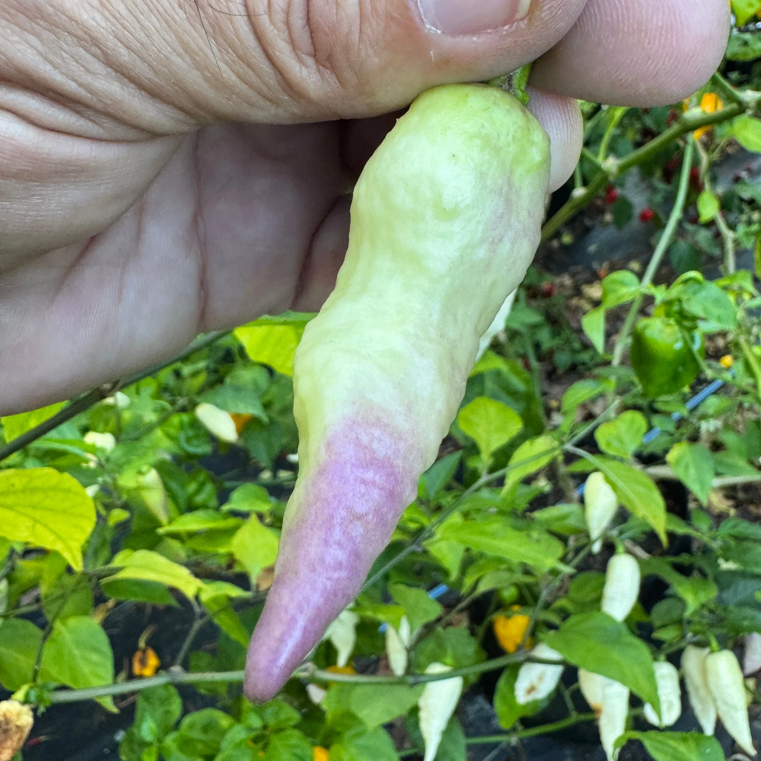 JPGS × GYPOB White - AKA Albino Boar Claw - Seeds - Image 5
