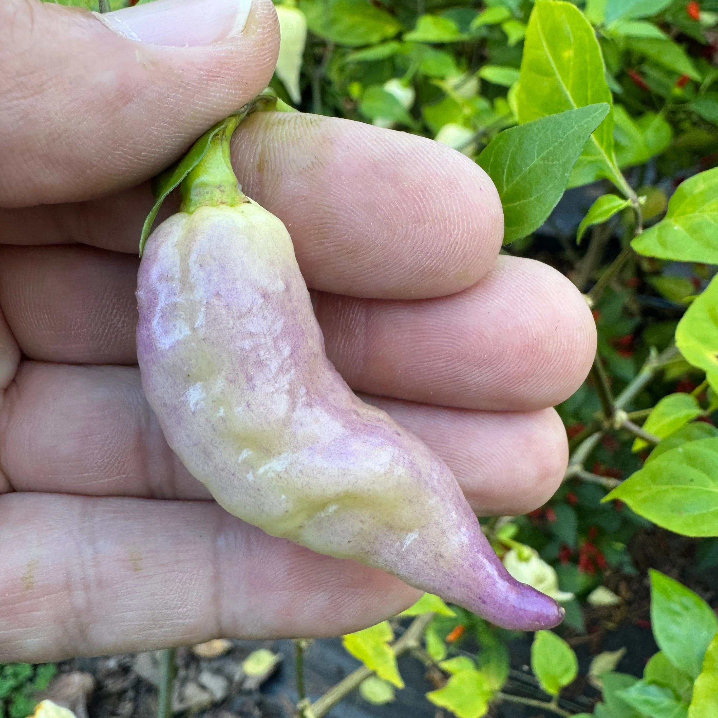 JPGS × GYPOB White - AKA Albino Boar Claw - Seeds - Image 6