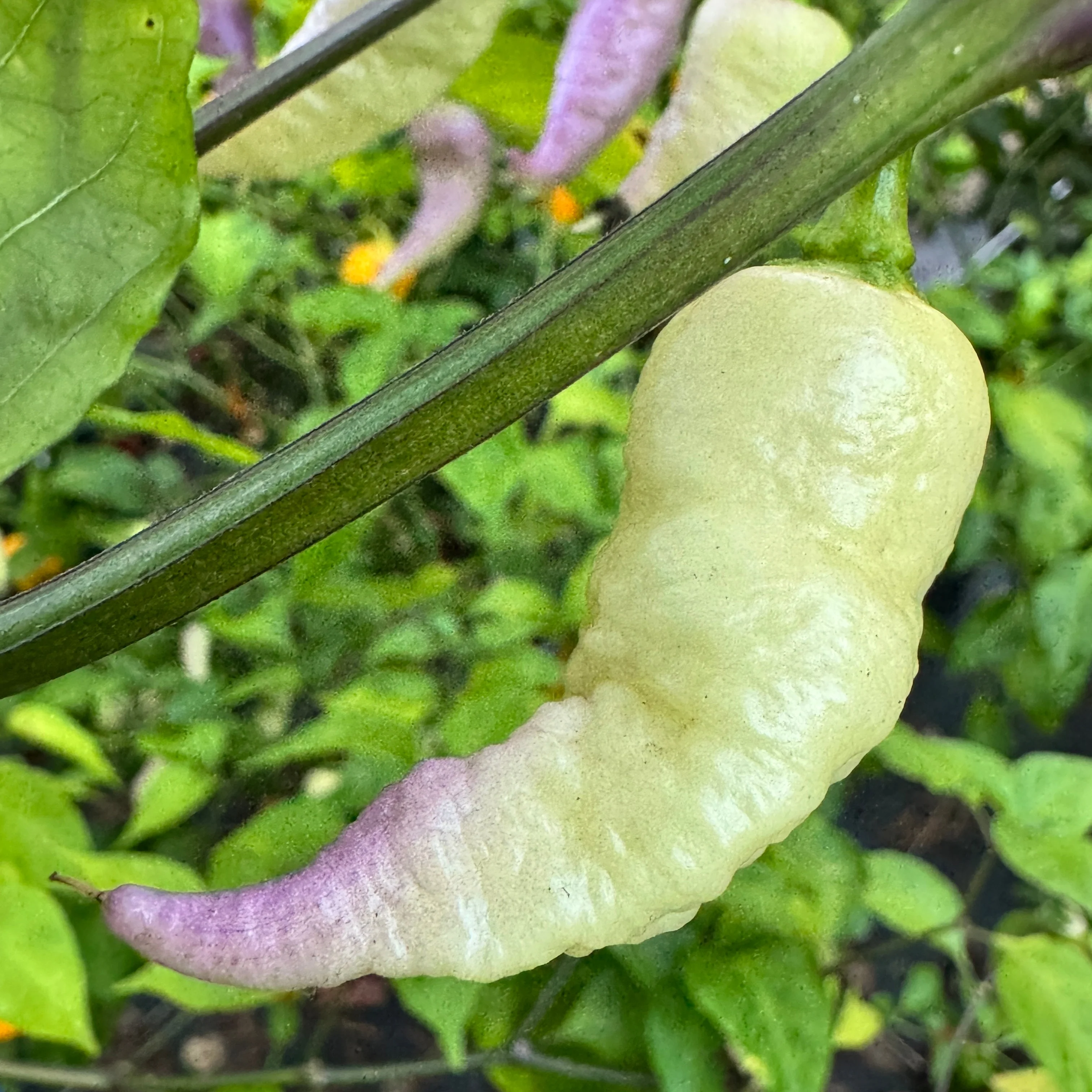 JPGS × GYPOB White - AKA Albino Boar Claw - Seeds - Image 9