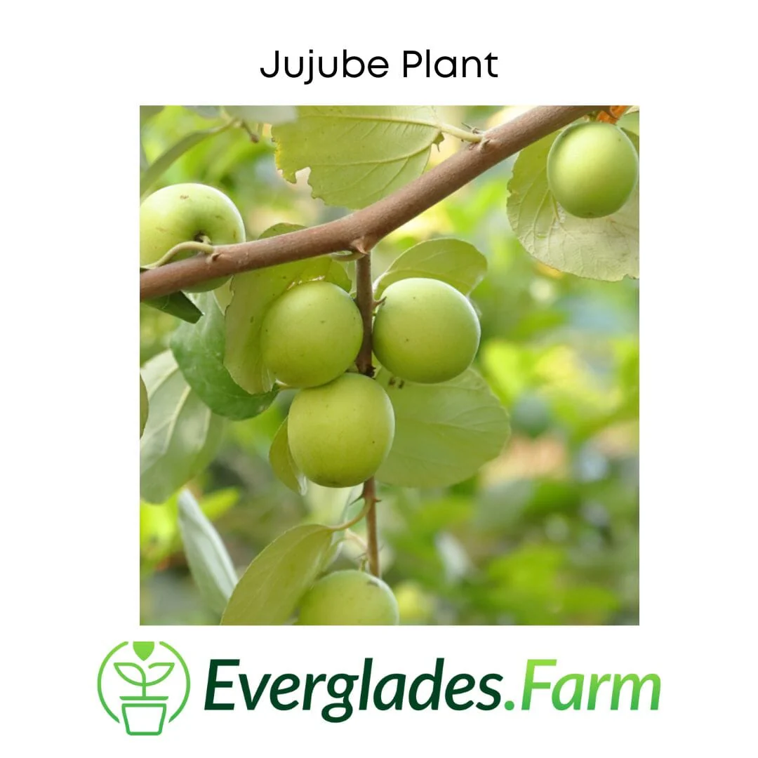 Jujube Tree Grafted - Image 2