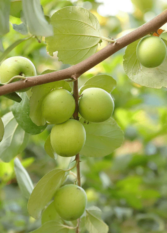 Jujube Tree Grafted - Image 3