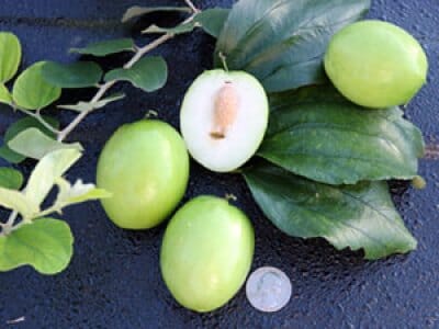 Jujube Tree Grafted - Image 4