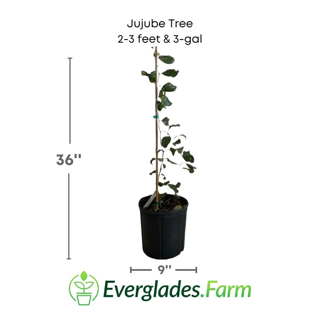 Jujube Tree Grafted - Image 6