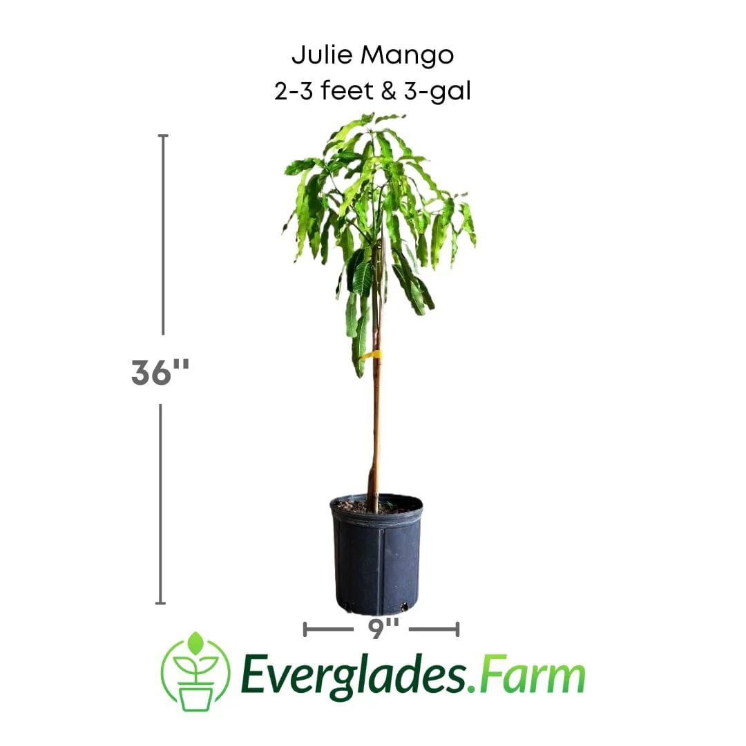 Julie Mango tree Dwarf Grafted - Image 2