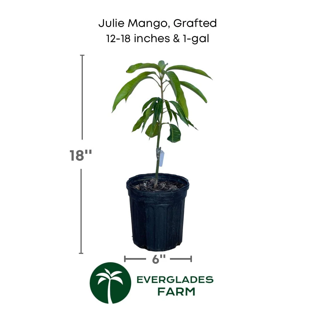 Julie Mango tree Dwarf Grafted - Image 3