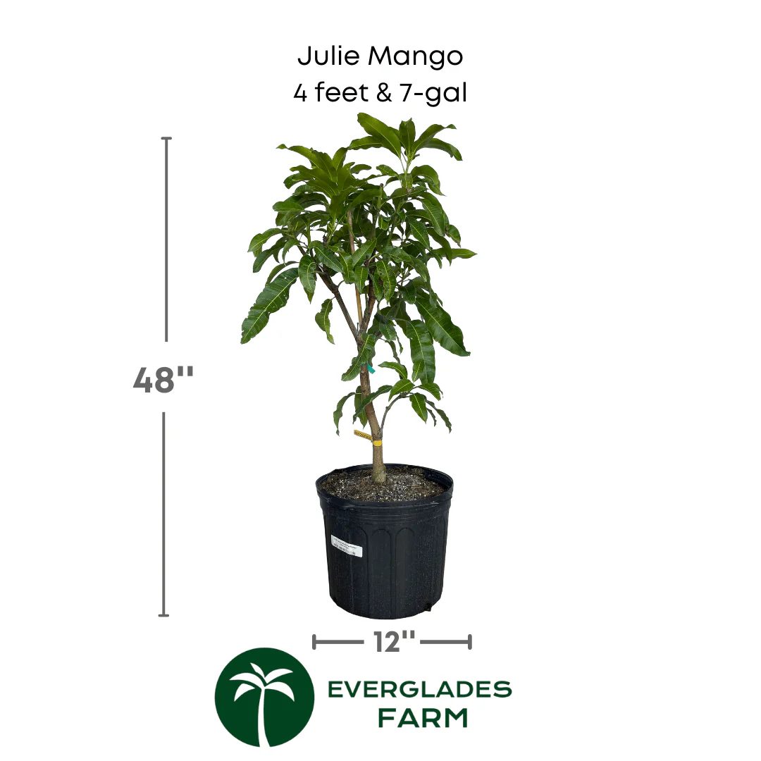 Julie Mango tree Dwarf Grafted - Image 4