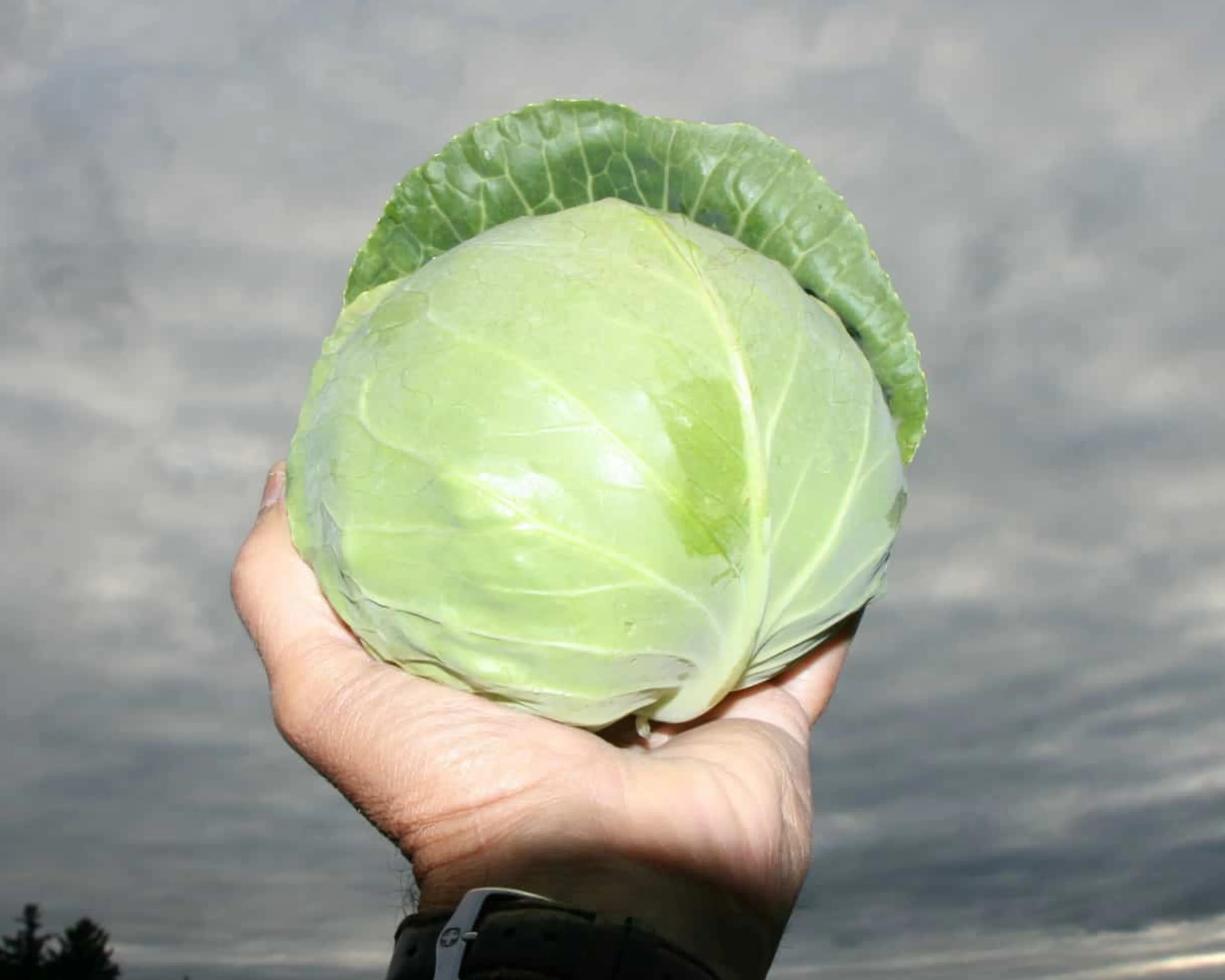 Katarina Hybrid Cabbage Seeds - Image 2