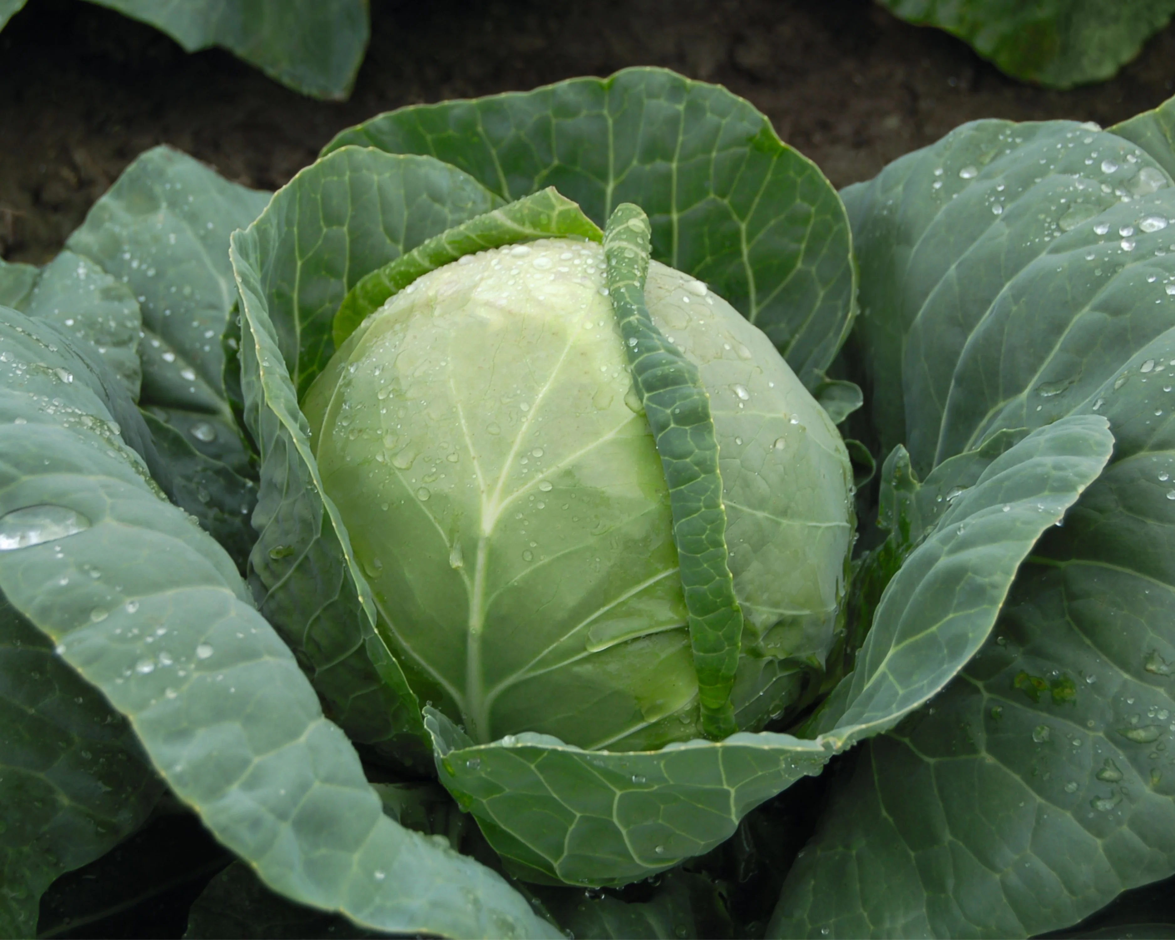 Katarina Hybrid Cabbage Seeds - Image 3
