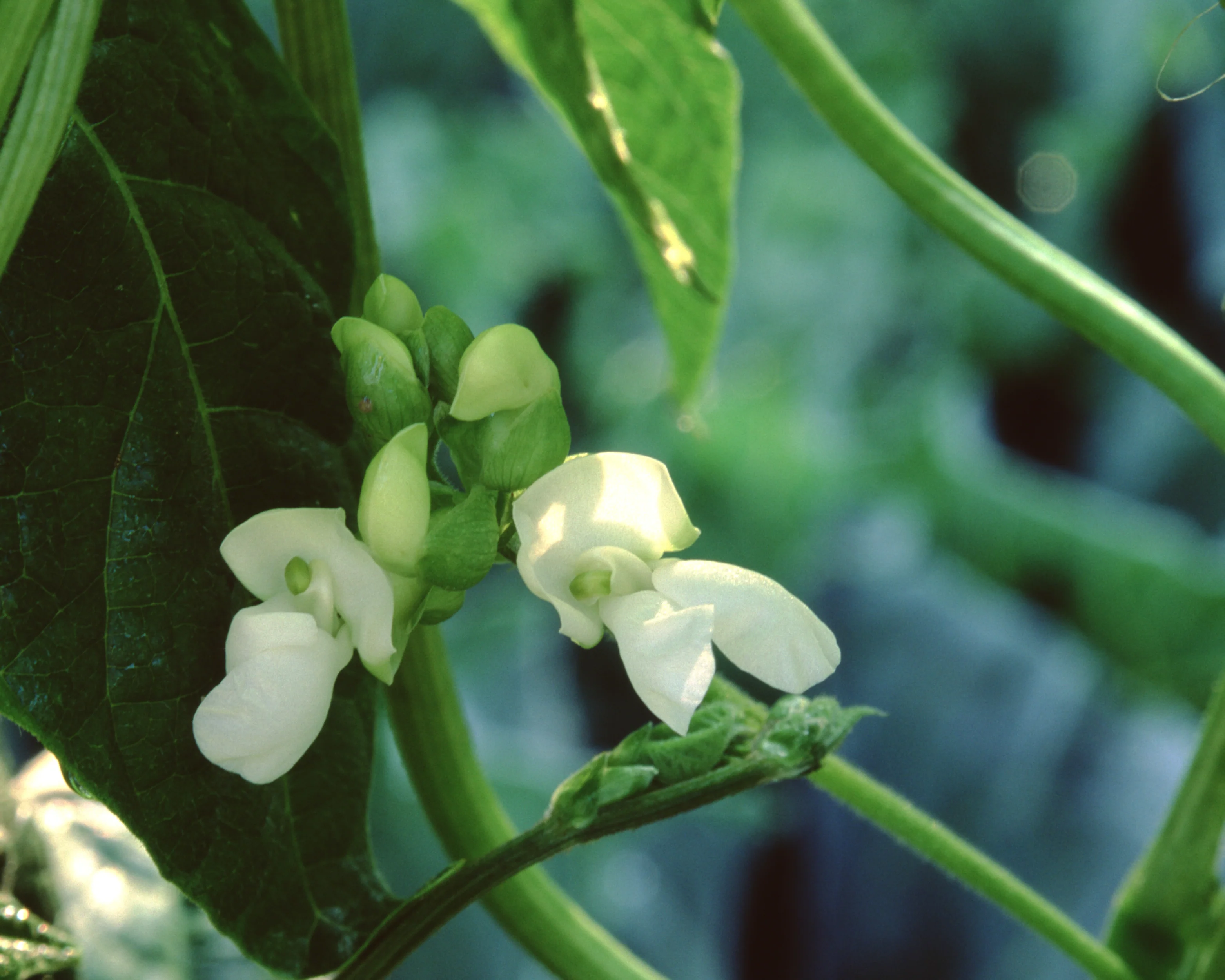 Kentucky Wonder Bean Seeds - Image 2