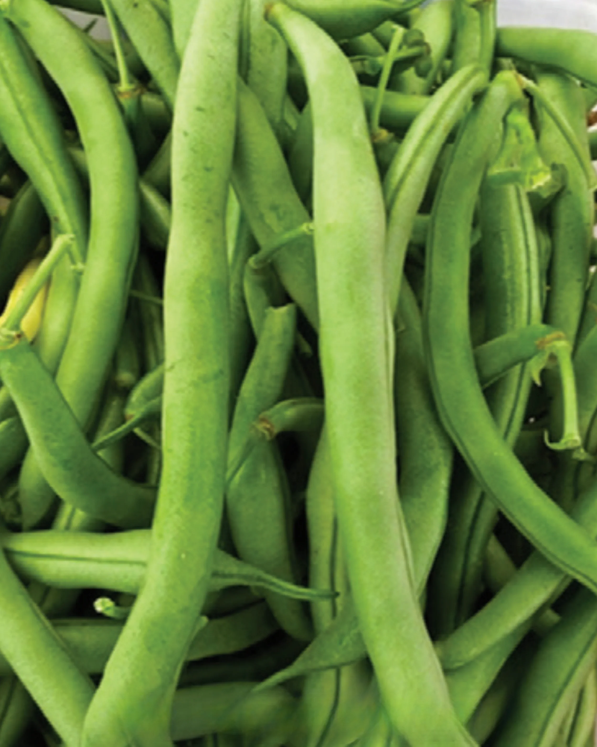 Kentucky Wonder Bean Seeds - Image 3