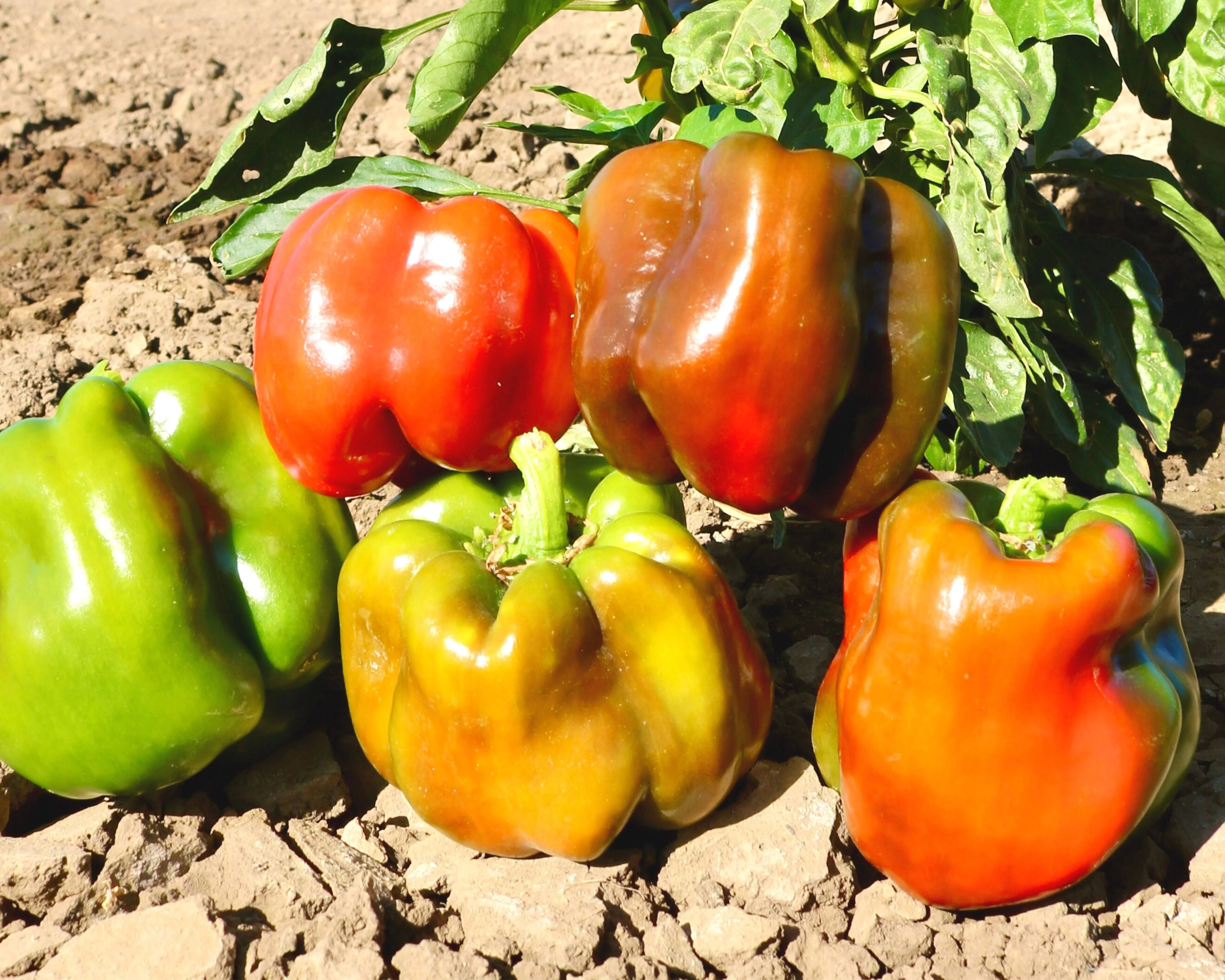 King Arthur Hybrid Bell Pepper Seeds - Image 2