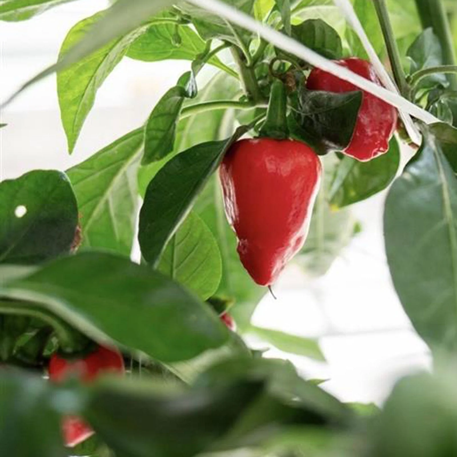 King Naga Pepper Seeds - Image 2