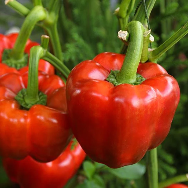 King of the North Pepper Seeds - Image 2