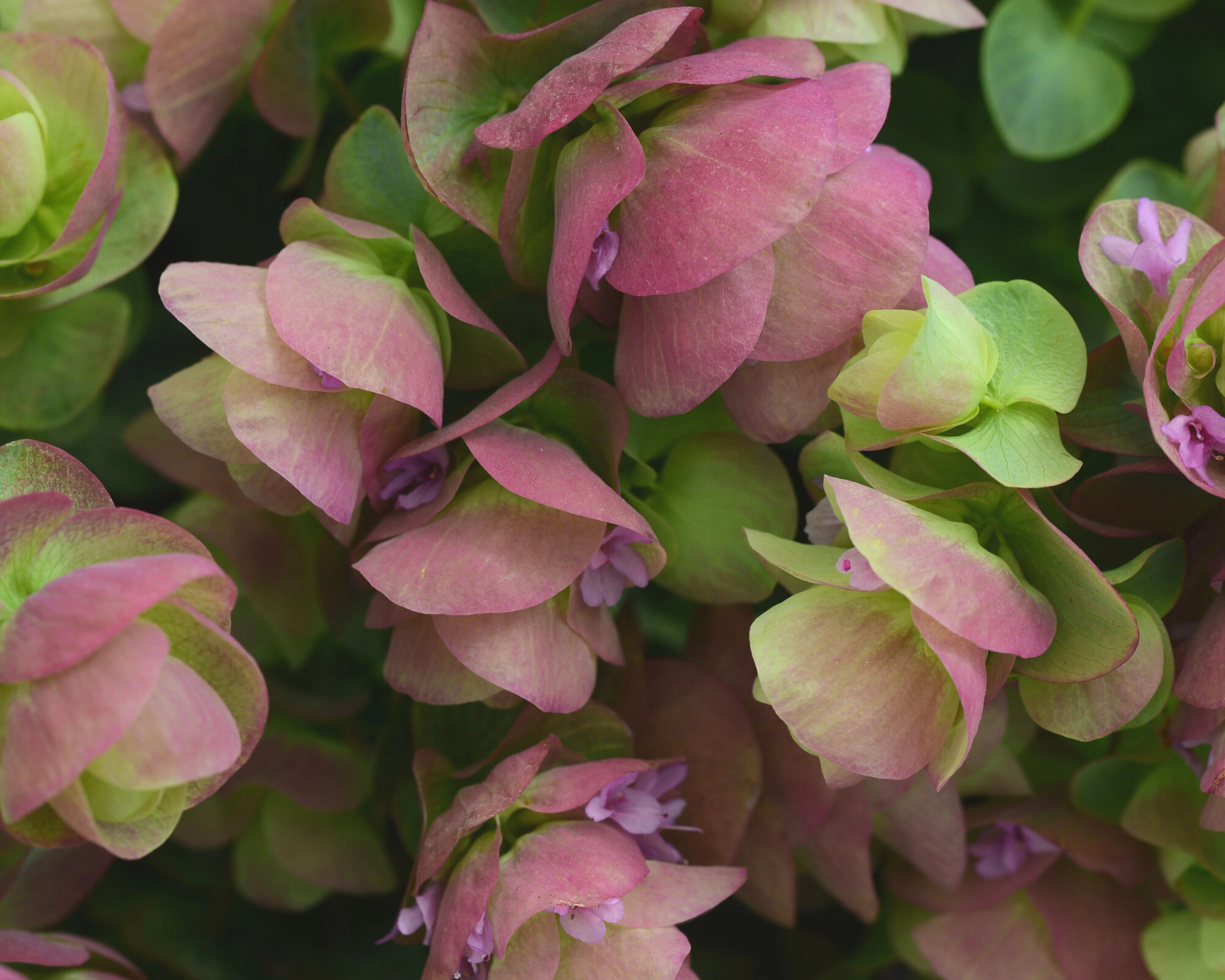 Kirigami Ornamental Oregano - Image 2