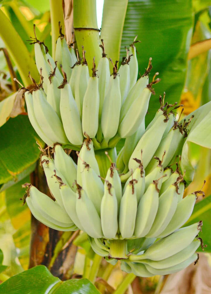 Kokopo, Patupi Dwarf Banana Plant - Image 2