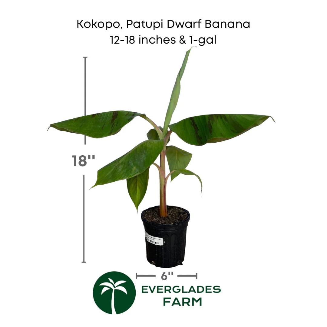 Kokopo, Patupi Dwarf Banana Plant - Image 3