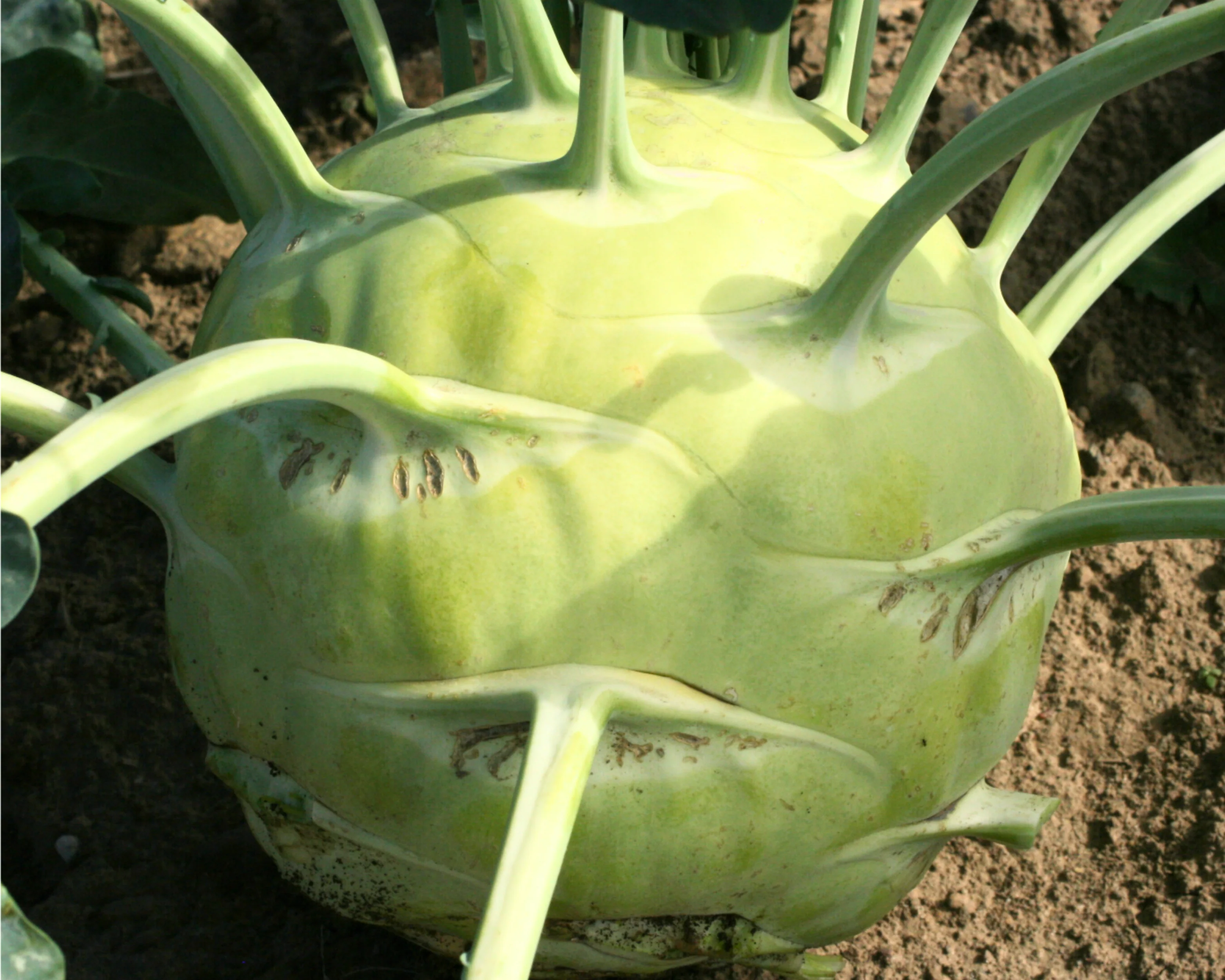 Kossak Hybrid Kohlrabi Seeds - Image 2