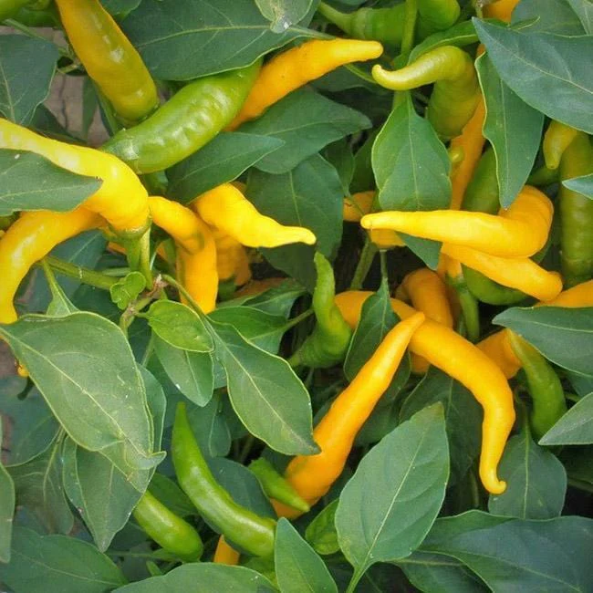 Kristian Pepper Seeds - Image 3