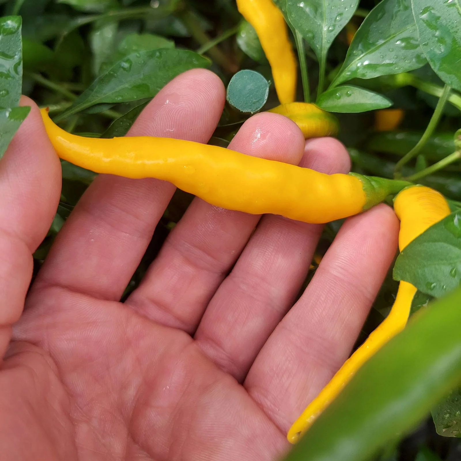 Kristian Pepper Seeds - Image 4