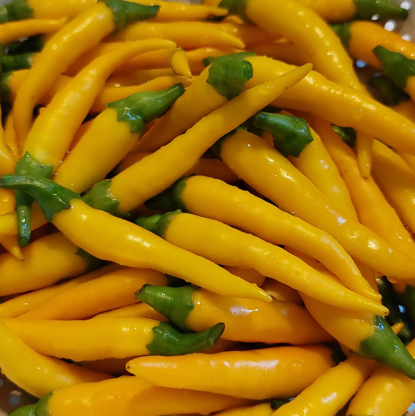 Kristian Pepper Seeds - Image 5