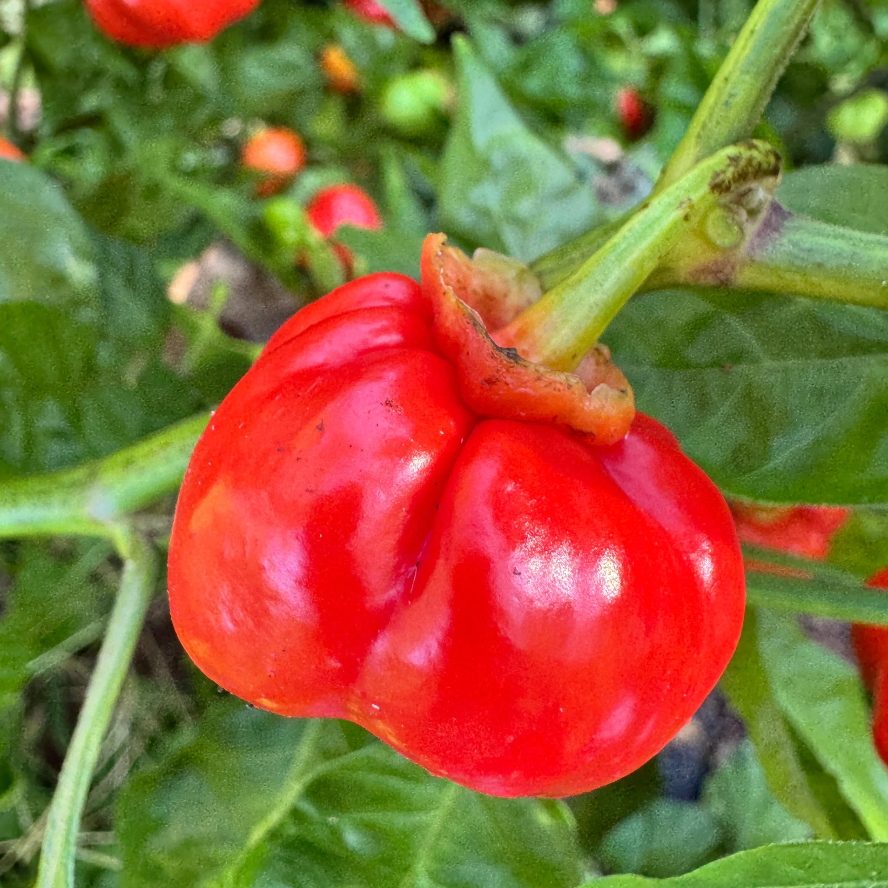 KS Starracha Bleeding - Seeds - Image 3