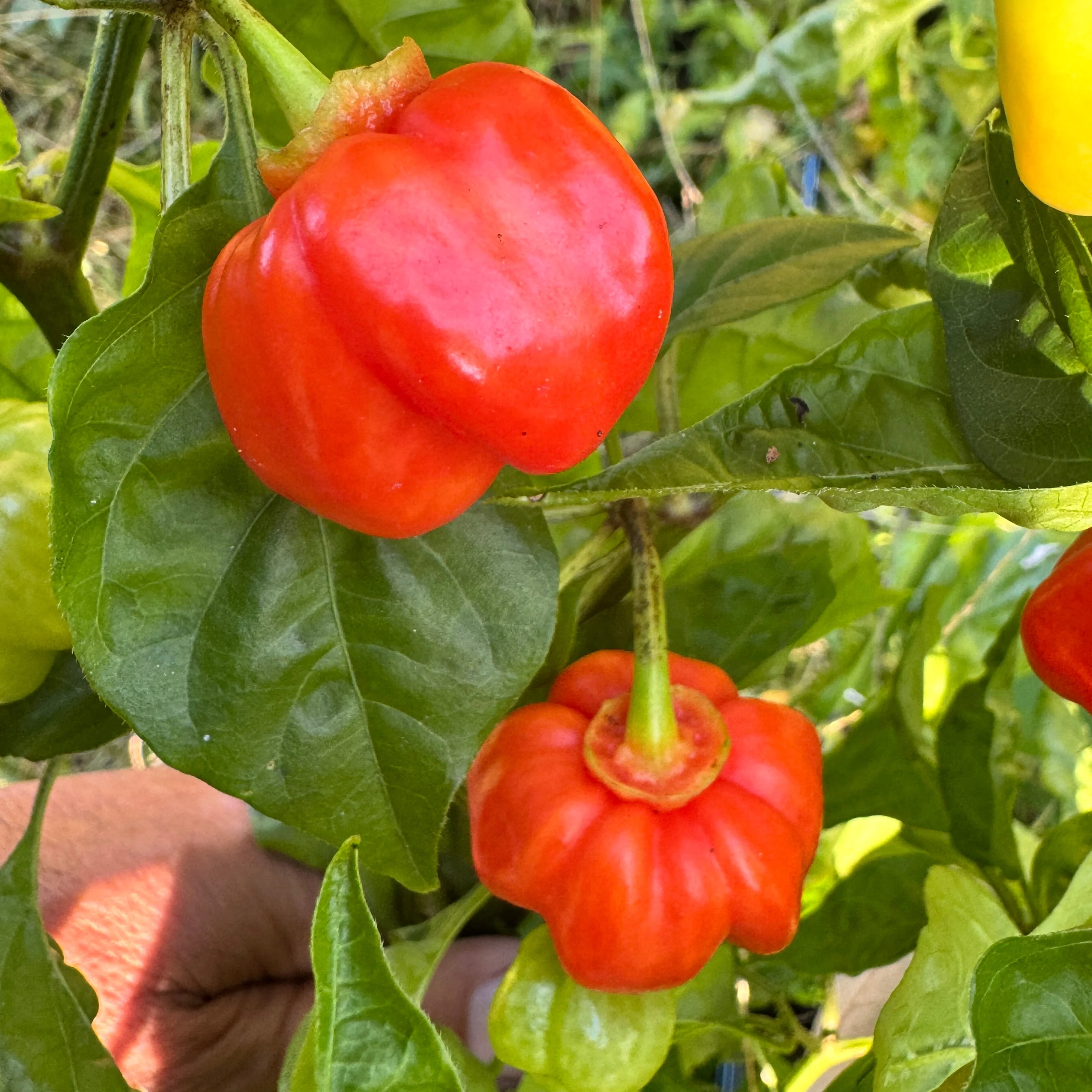 KS Starracha Bleeding - Seeds - Image 5