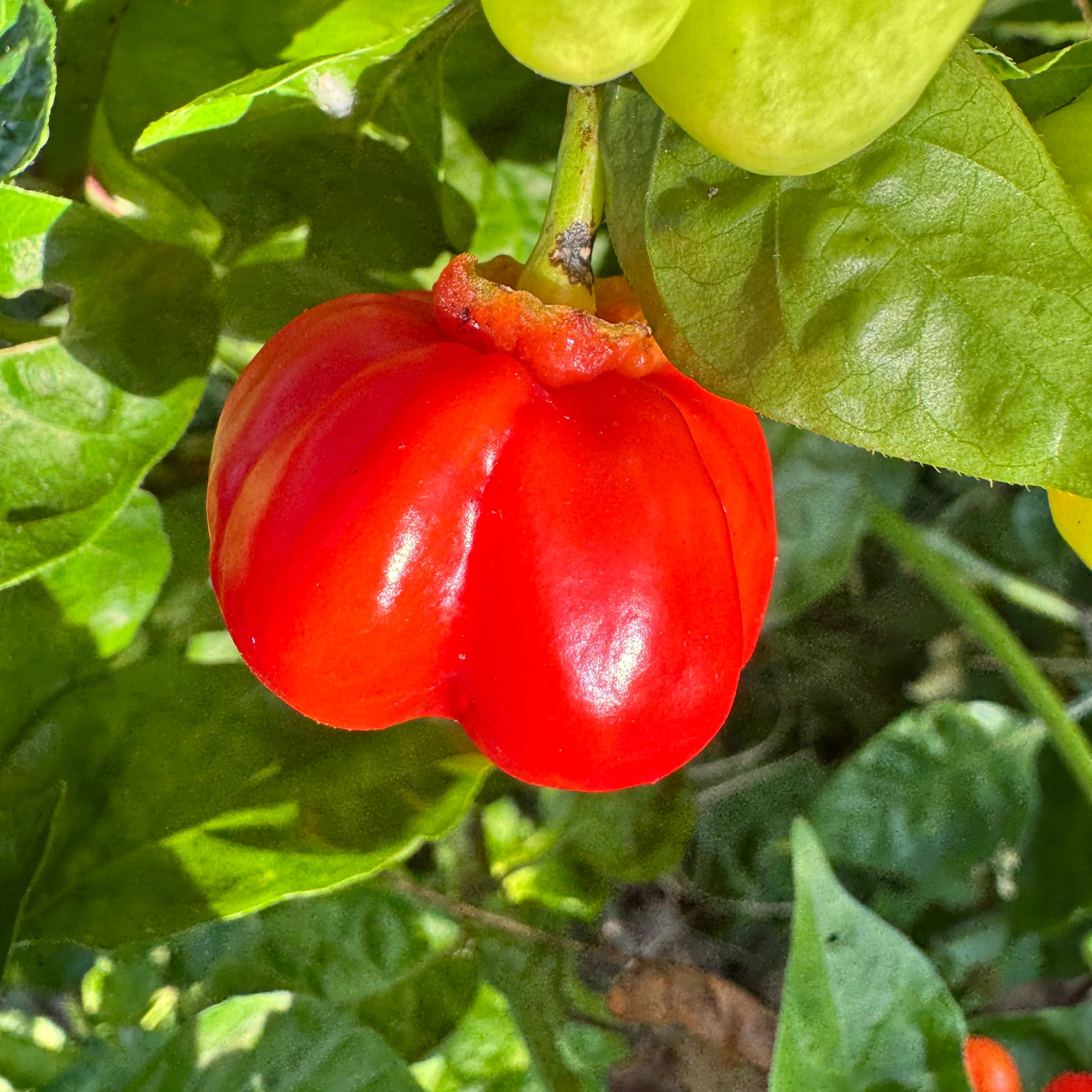 KS Starracha Bleeding - Seeds - Image 6