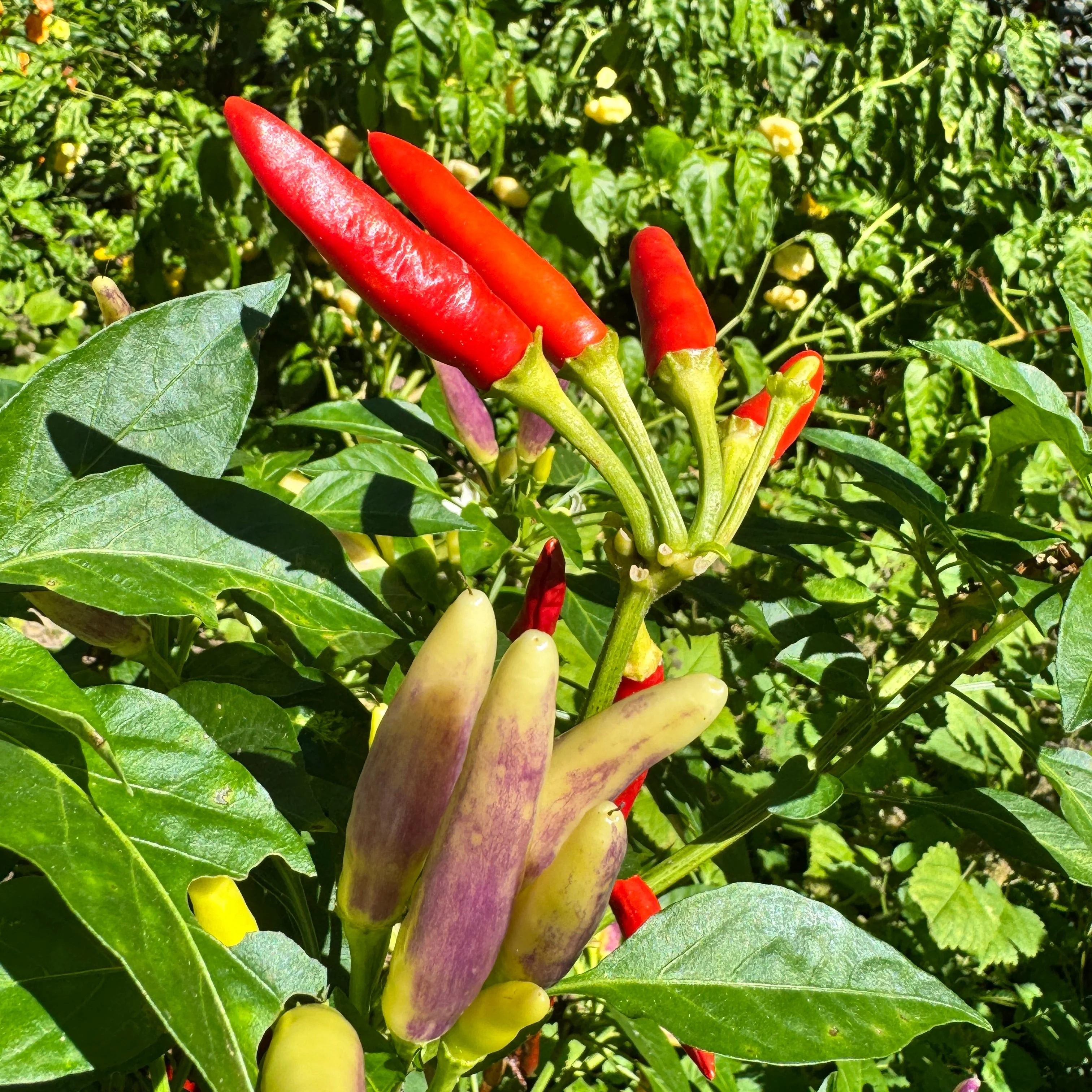 KS White Thai - Seeds - Image 2